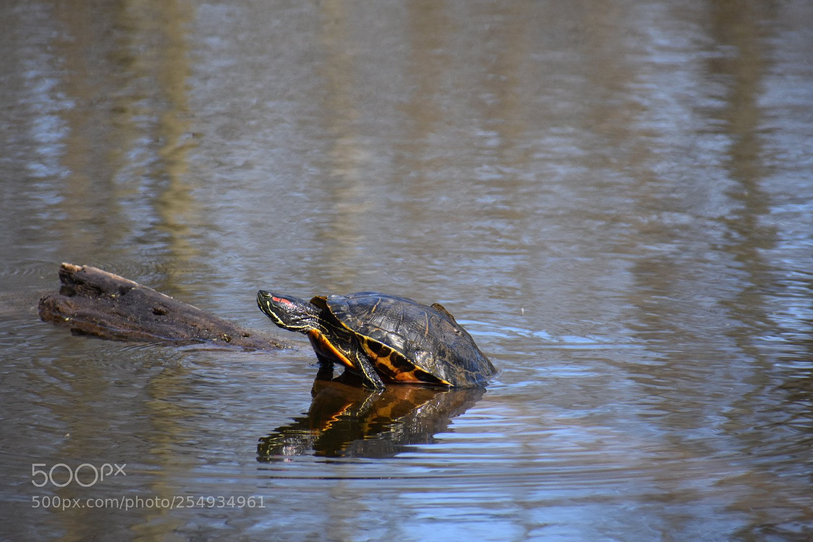 Nikon D3400 sample photo. Turtle and the log photography