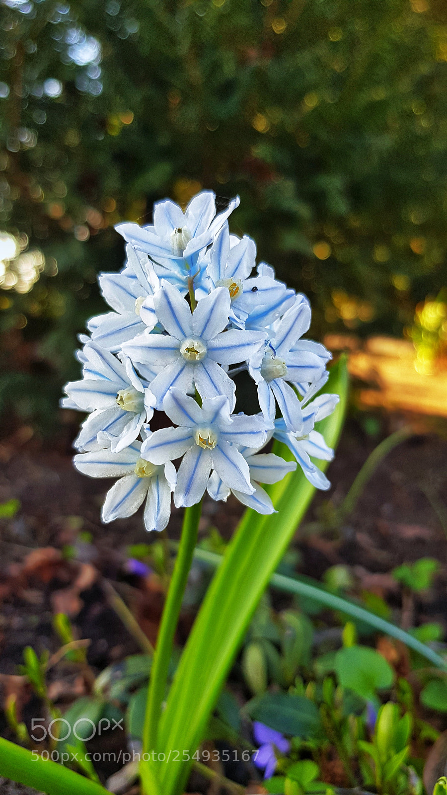 Samsung Galaxy S8 sample photo. Flower photography