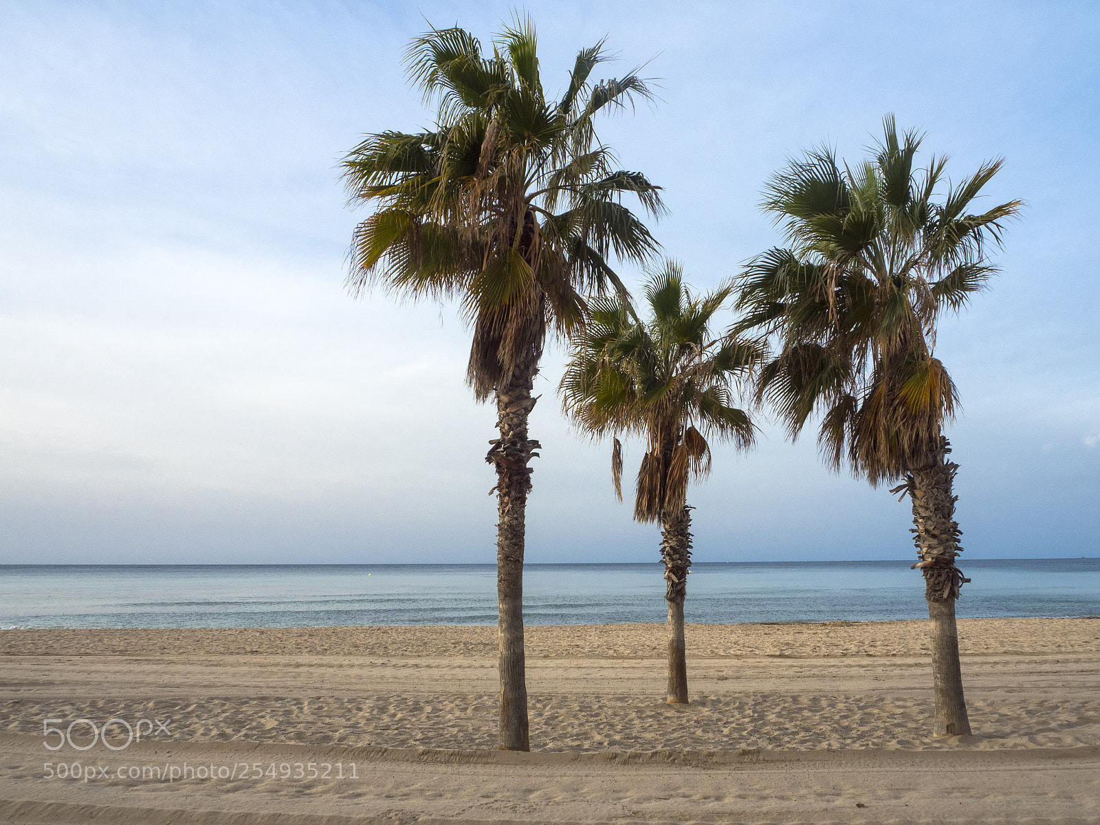 Olympus OM-D E-M5 II sample photo. Solitarias photography