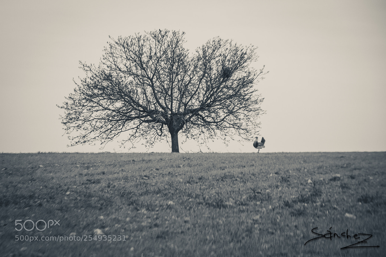 Canon EOS 7D sample photo. El nogal y la photography