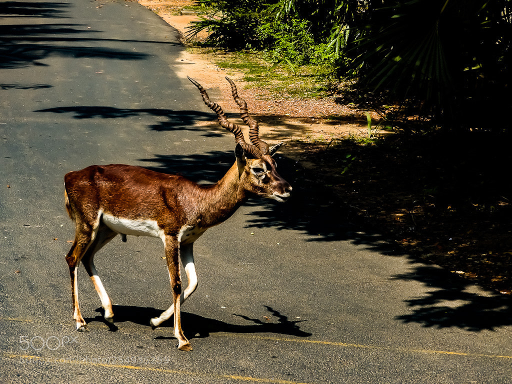 Nikon Coolpix P610 sample photo. Blackbuck photography