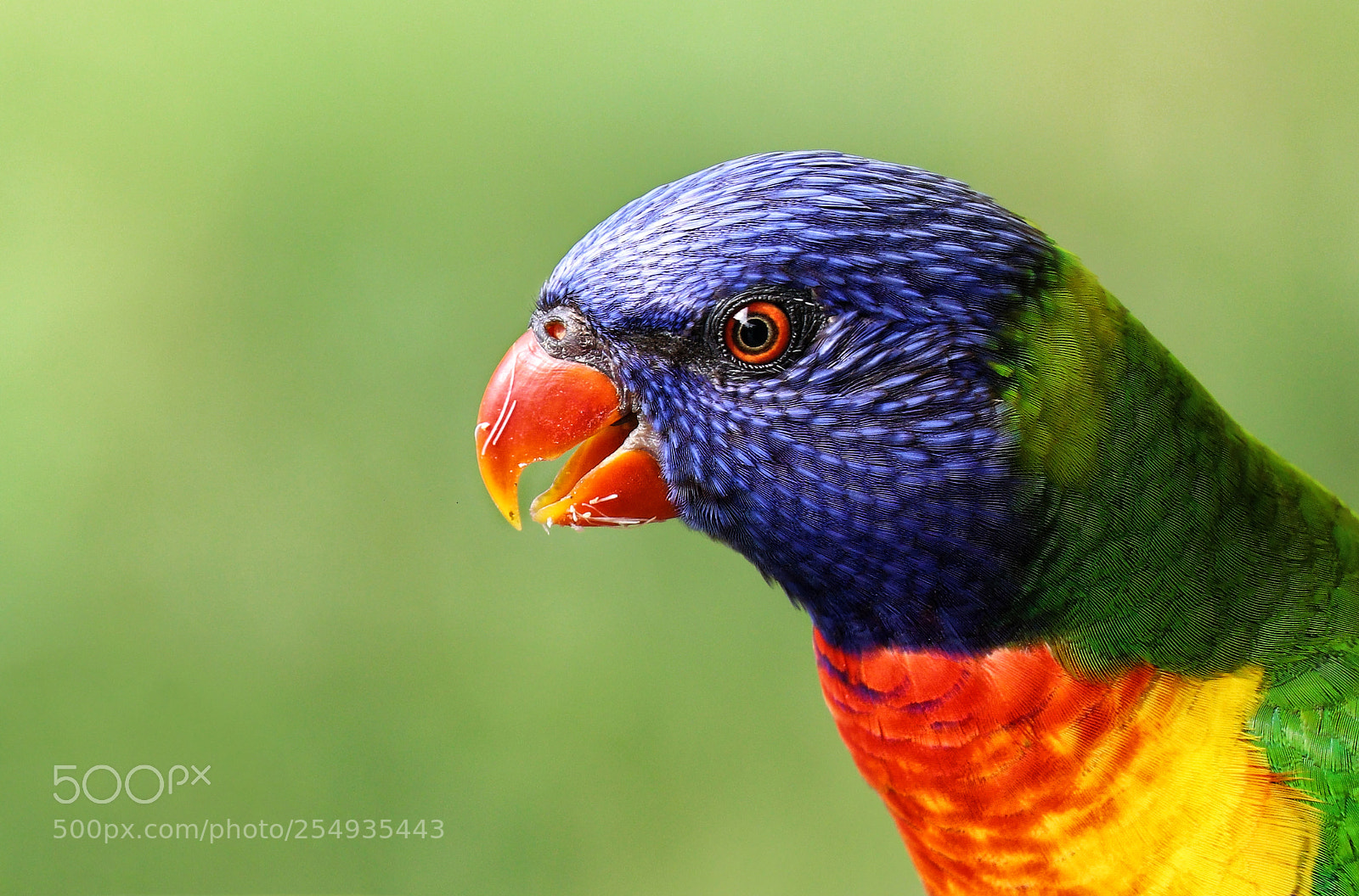 Canon EOS 80D sample photo. Lorikeet photography