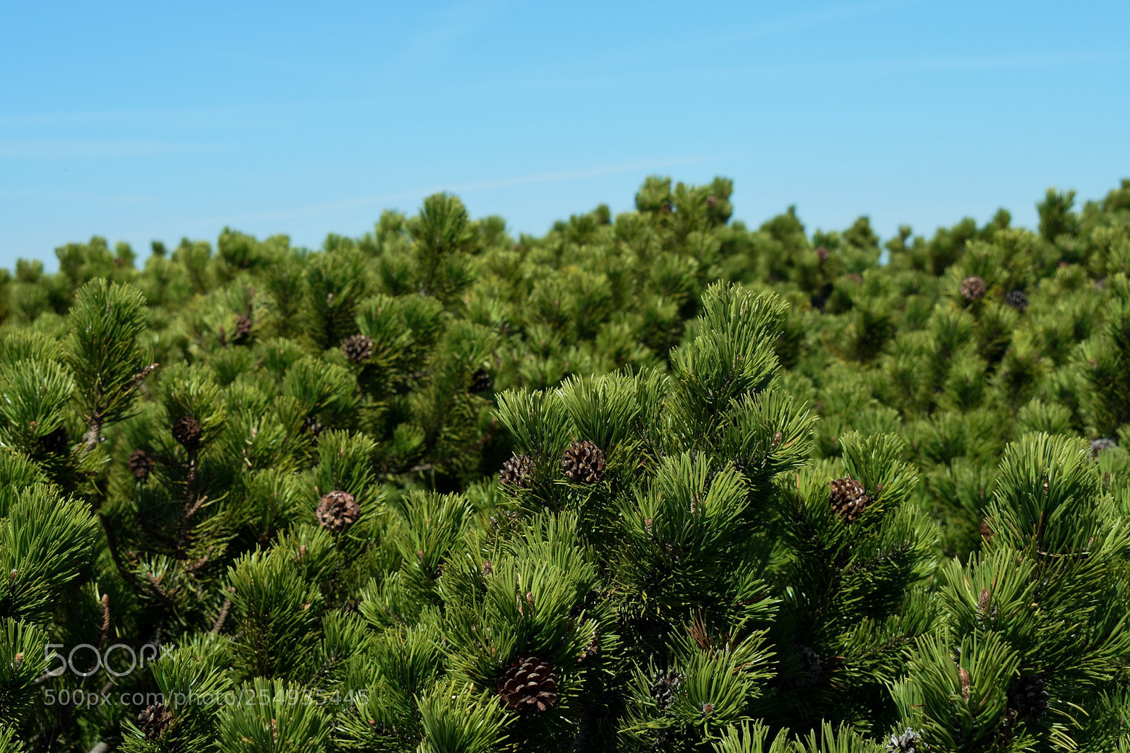 Nikon D3300 sample photo. Lost in the mountainpine photography