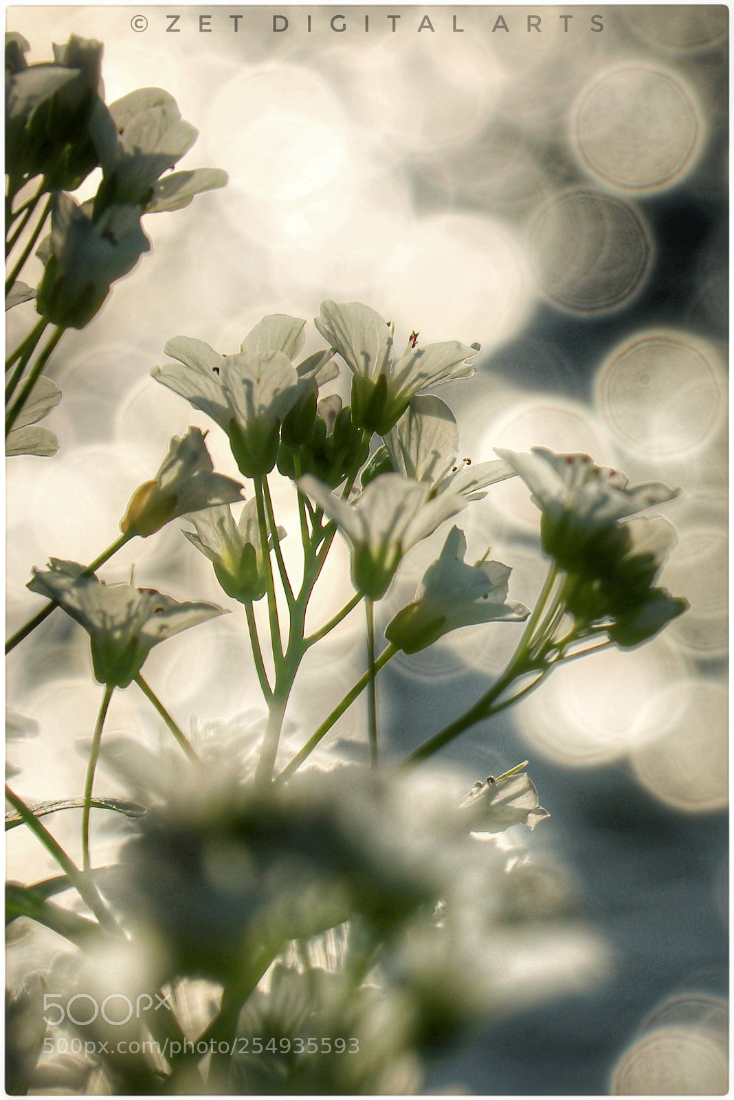 Canon EOS 80D sample photo. Untitled photography