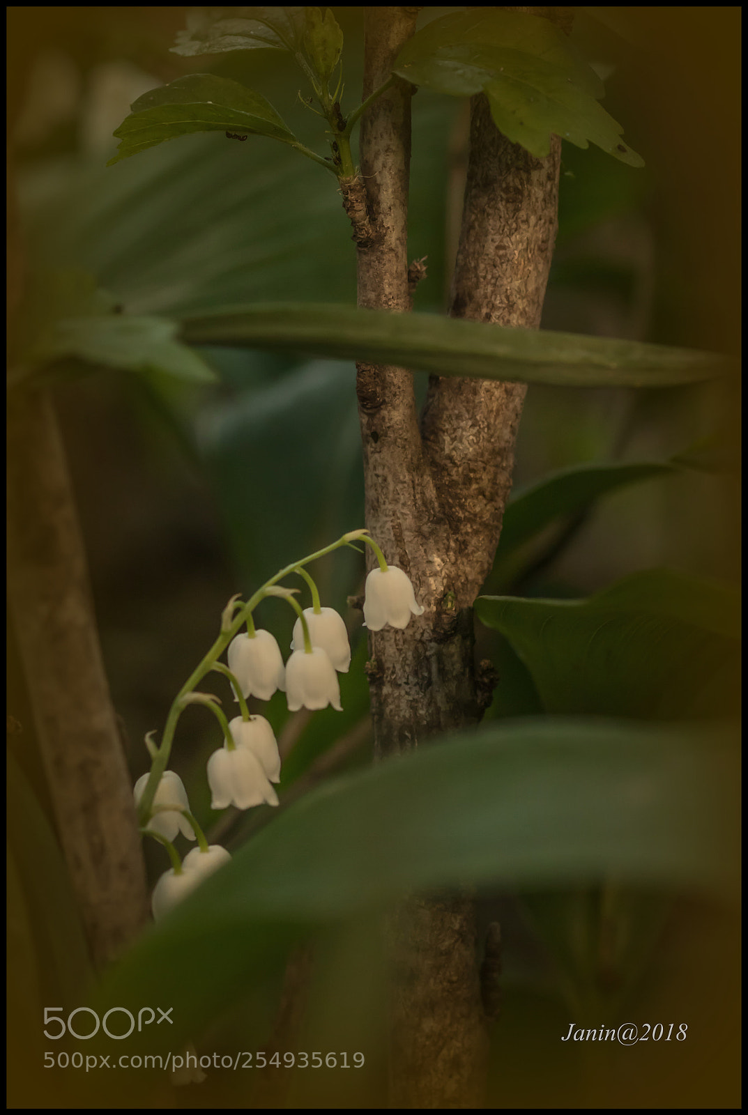 Canon EOS 77D (EOS 9000D / EOS 770D) sample photo. Wood lily photography