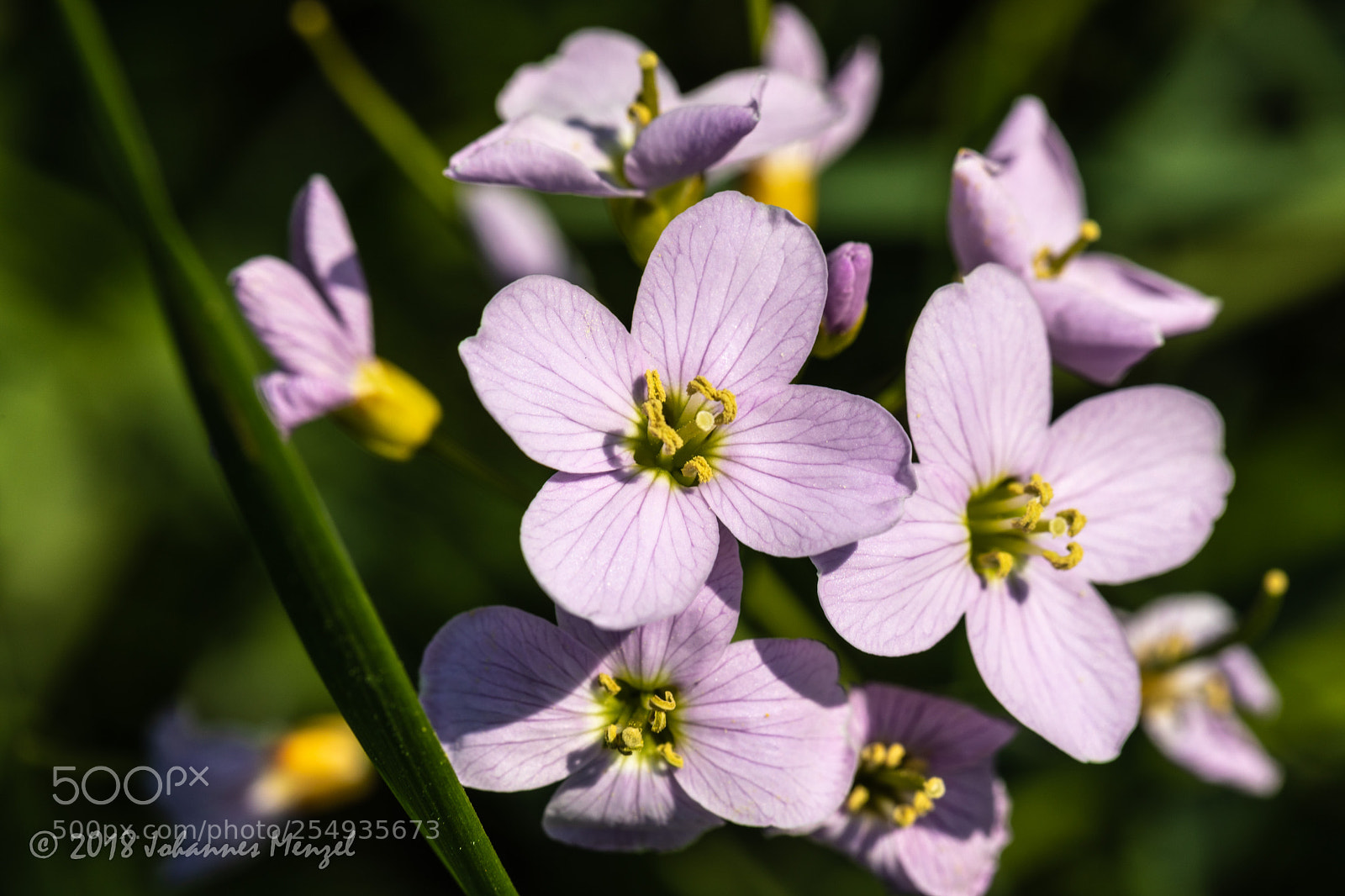 Canon EOS 5D Mark IV sample photo. Spring flowers ii photography