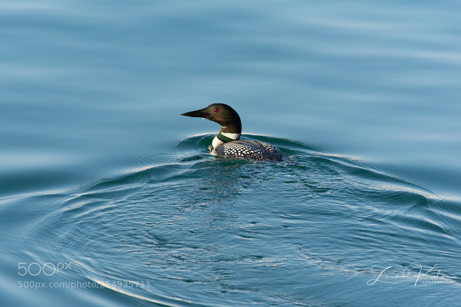 Nikon D3400 sample photo. Common loon  photography
