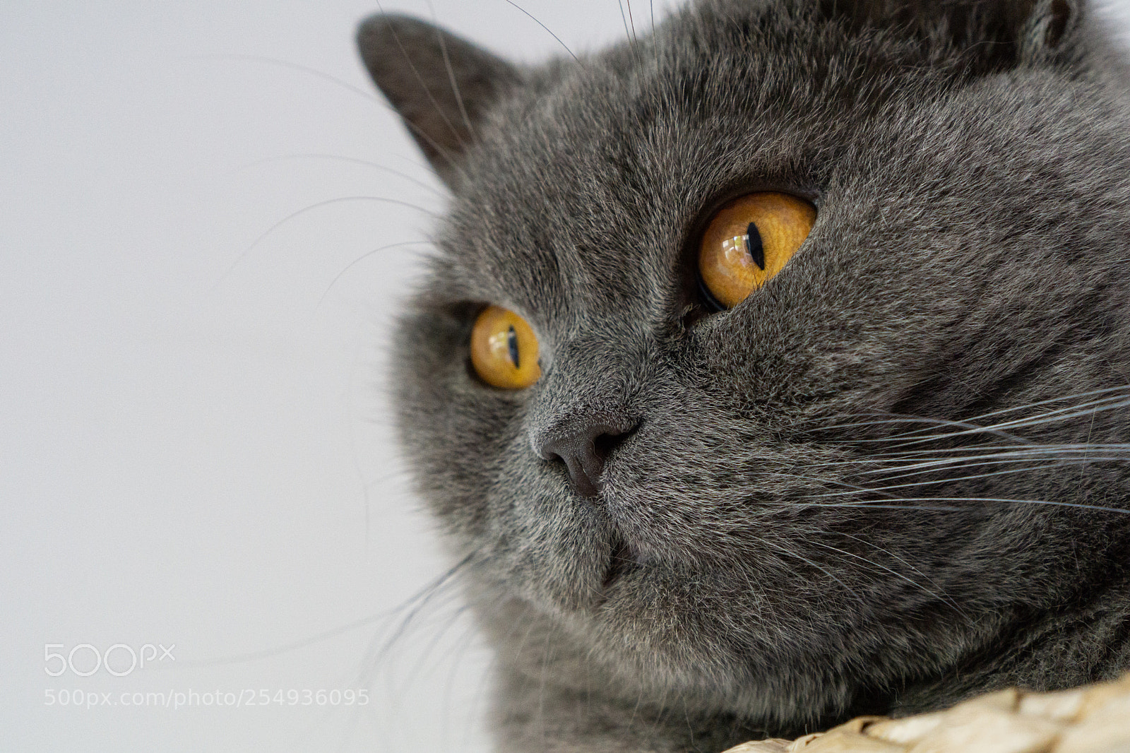 Sony a6000 sample photo. Kitty photography