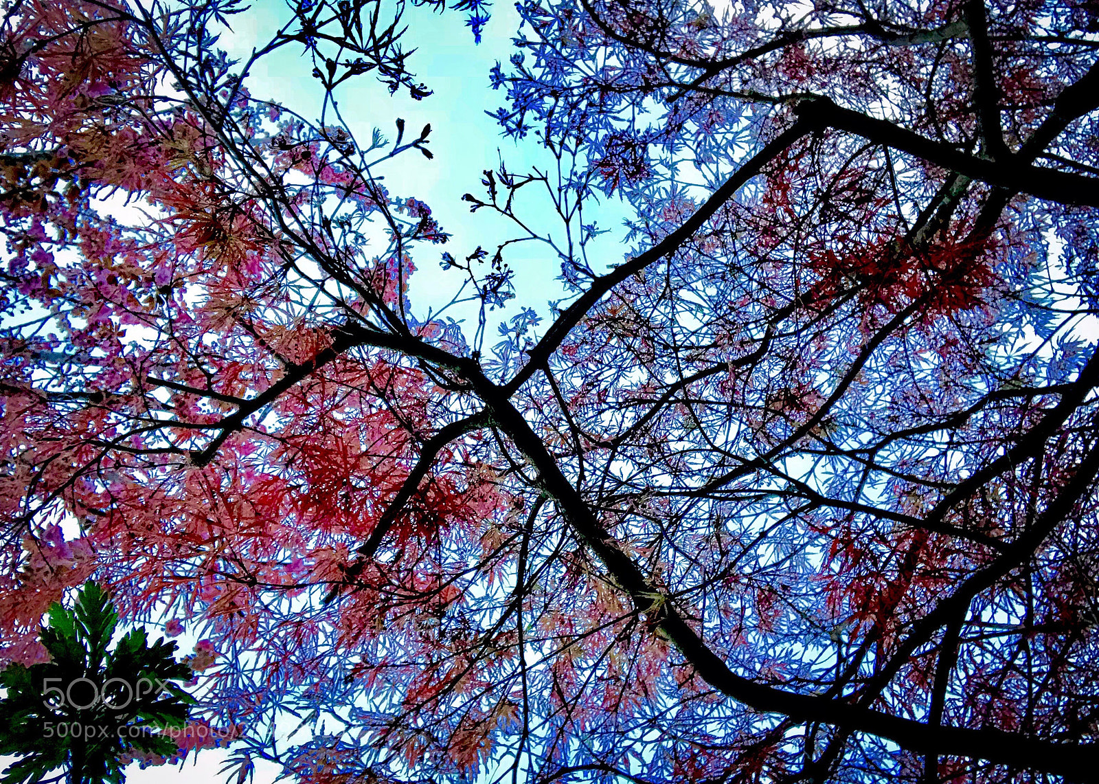Apple iPhone 7 Plus sample photo. Tree /acer photography