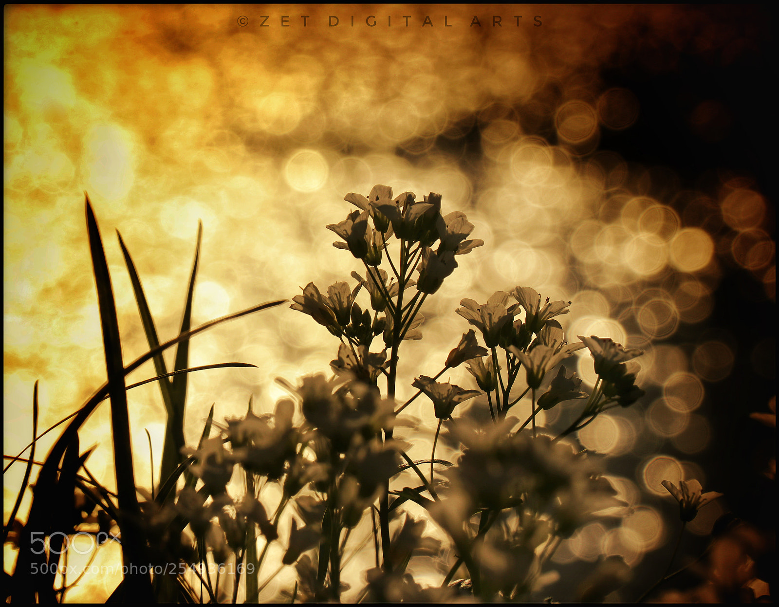 Canon EOS 80D sample photo. Untitled photography