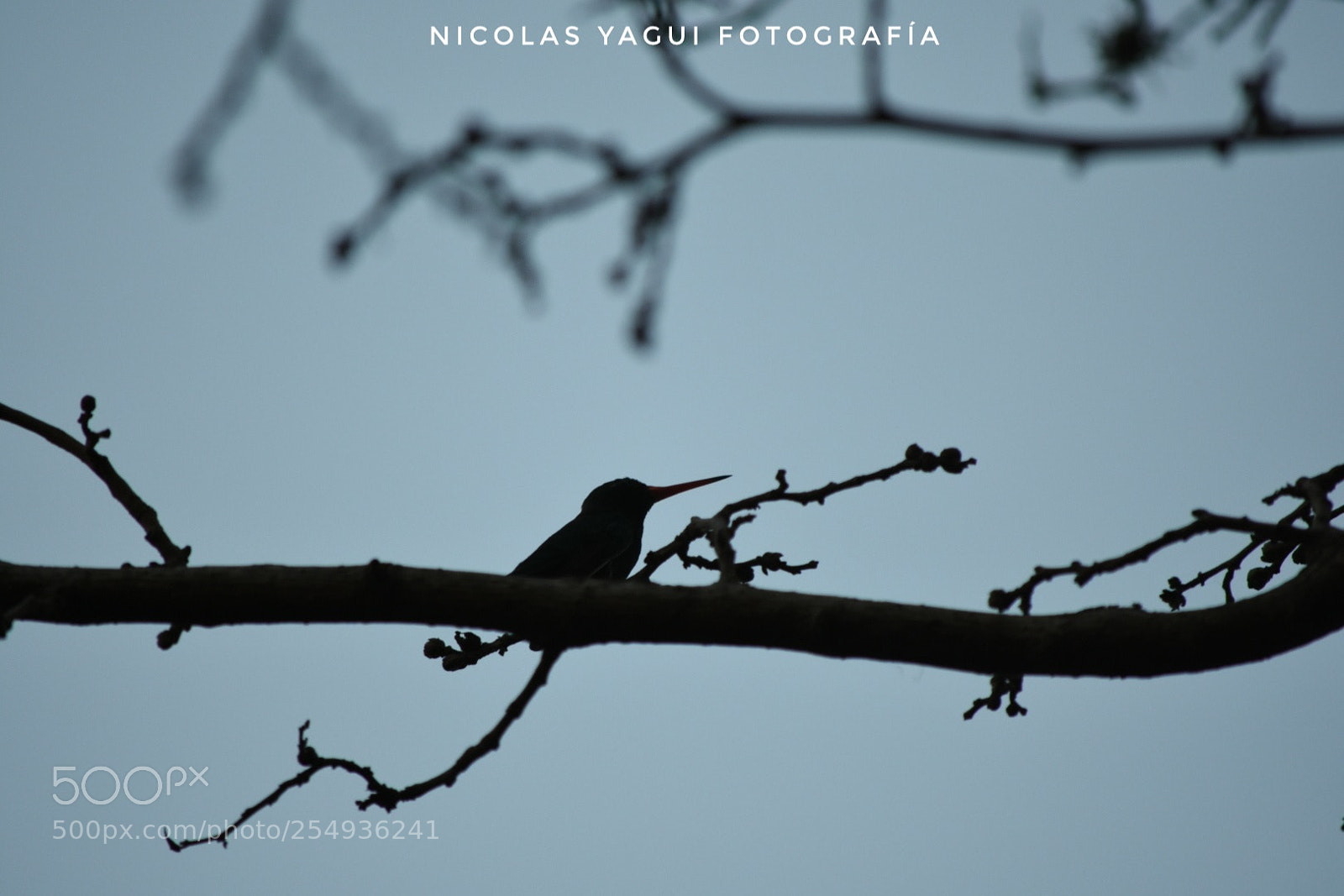 Nikon D7200 sample photo. Backlight photography