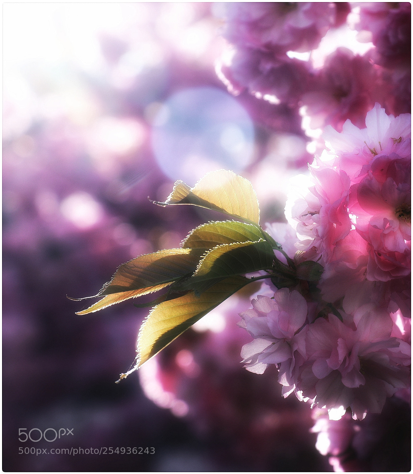 Canon EOS 80D sample photo. Hanami kirschblüte photography