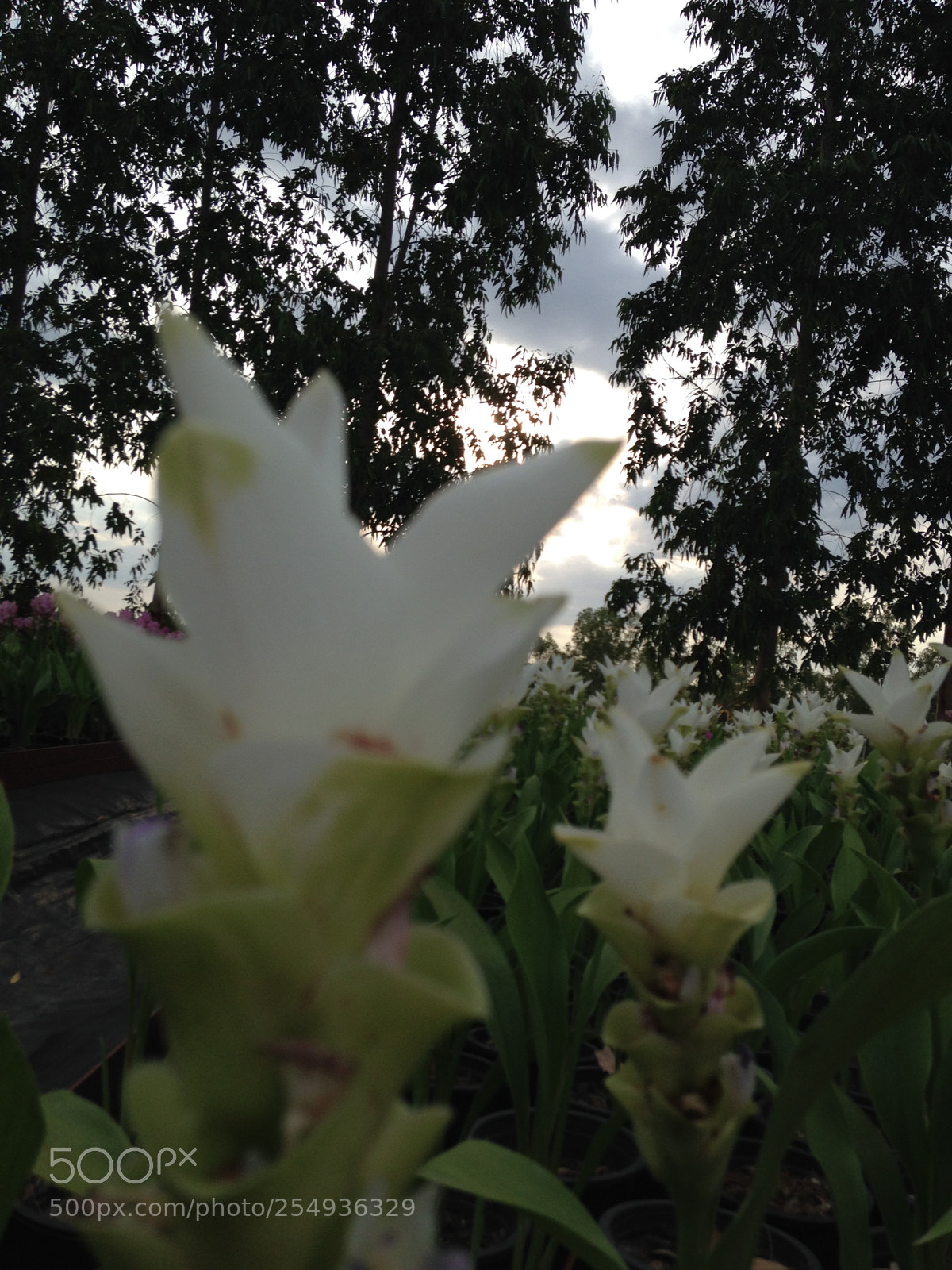 Apple iPhone 5 sample photo. Tulip photography