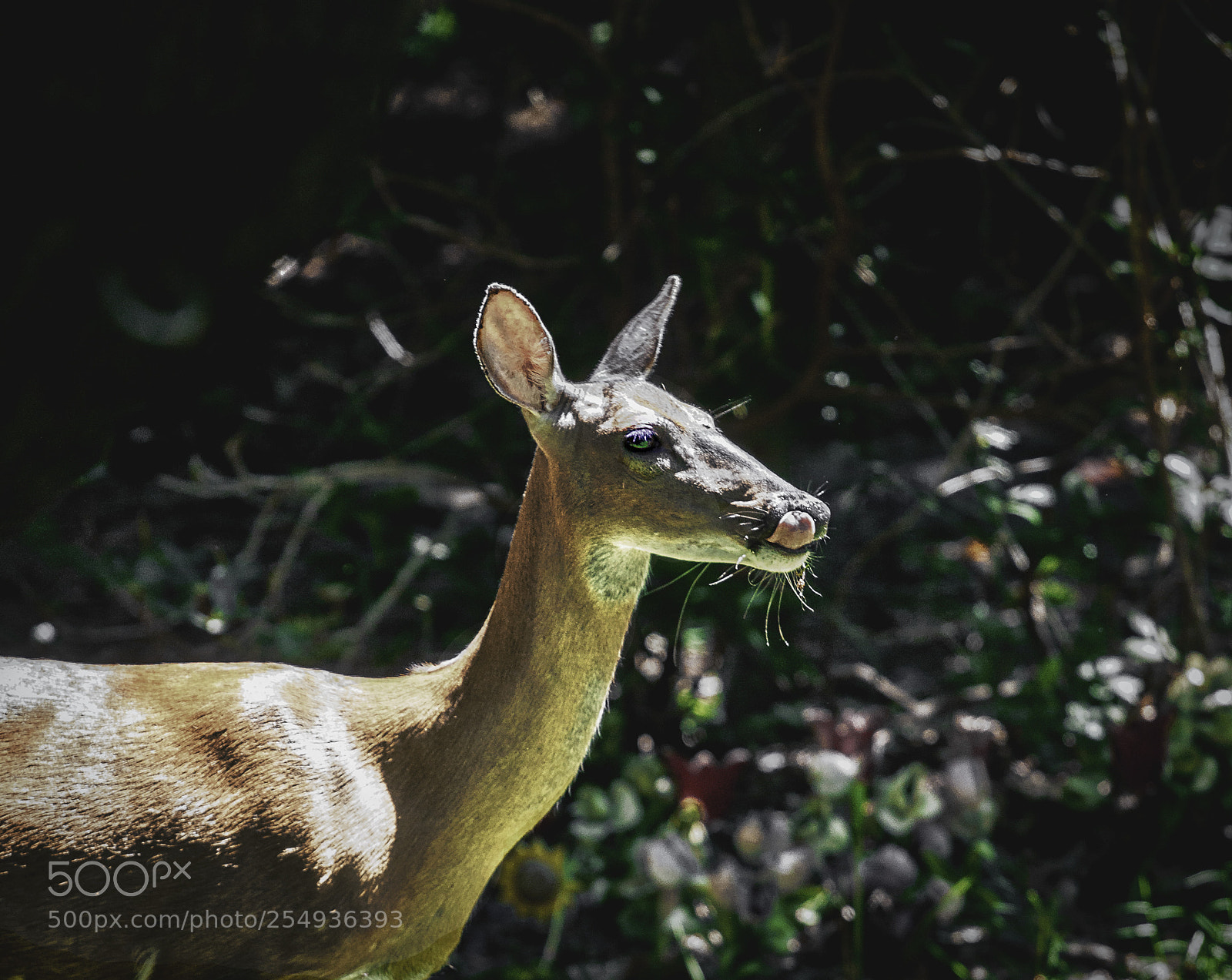 Canon EOS 600D (Rebel EOS T3i / EOS Kiss X5) sample photo. Green eyed doe photography