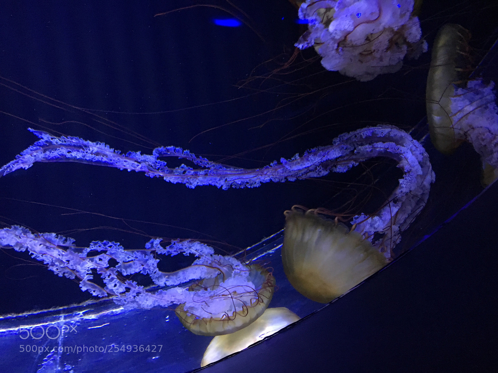 Apple iPhone 6s sample photo. Jellyfish photography