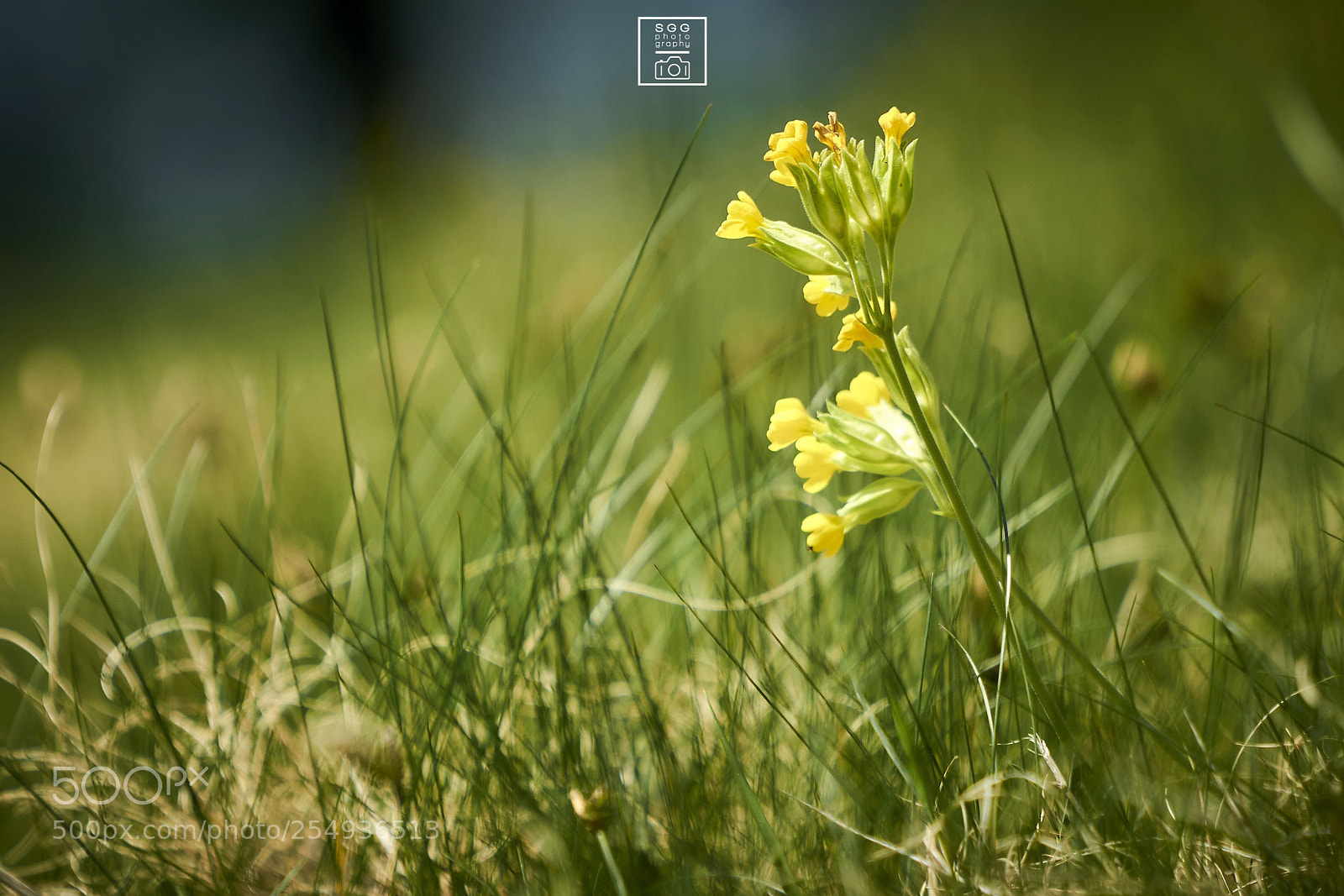 Sony a7R II sample photo. FrÜhlingswiese photography