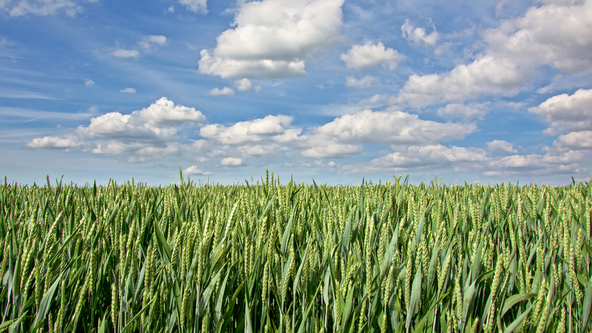 Nikon D5200 sample photo. Young green wheat field on a blue sky with fluffy photography