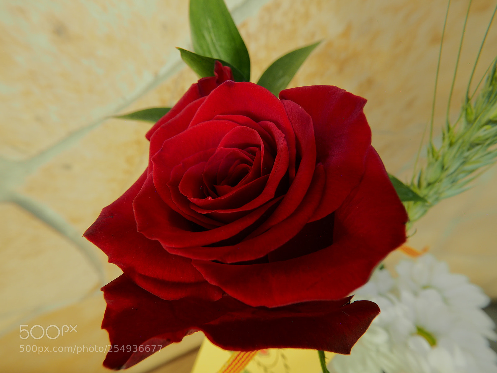 Olympus OM-D E-M10 sample photo. Sant jordi photography
