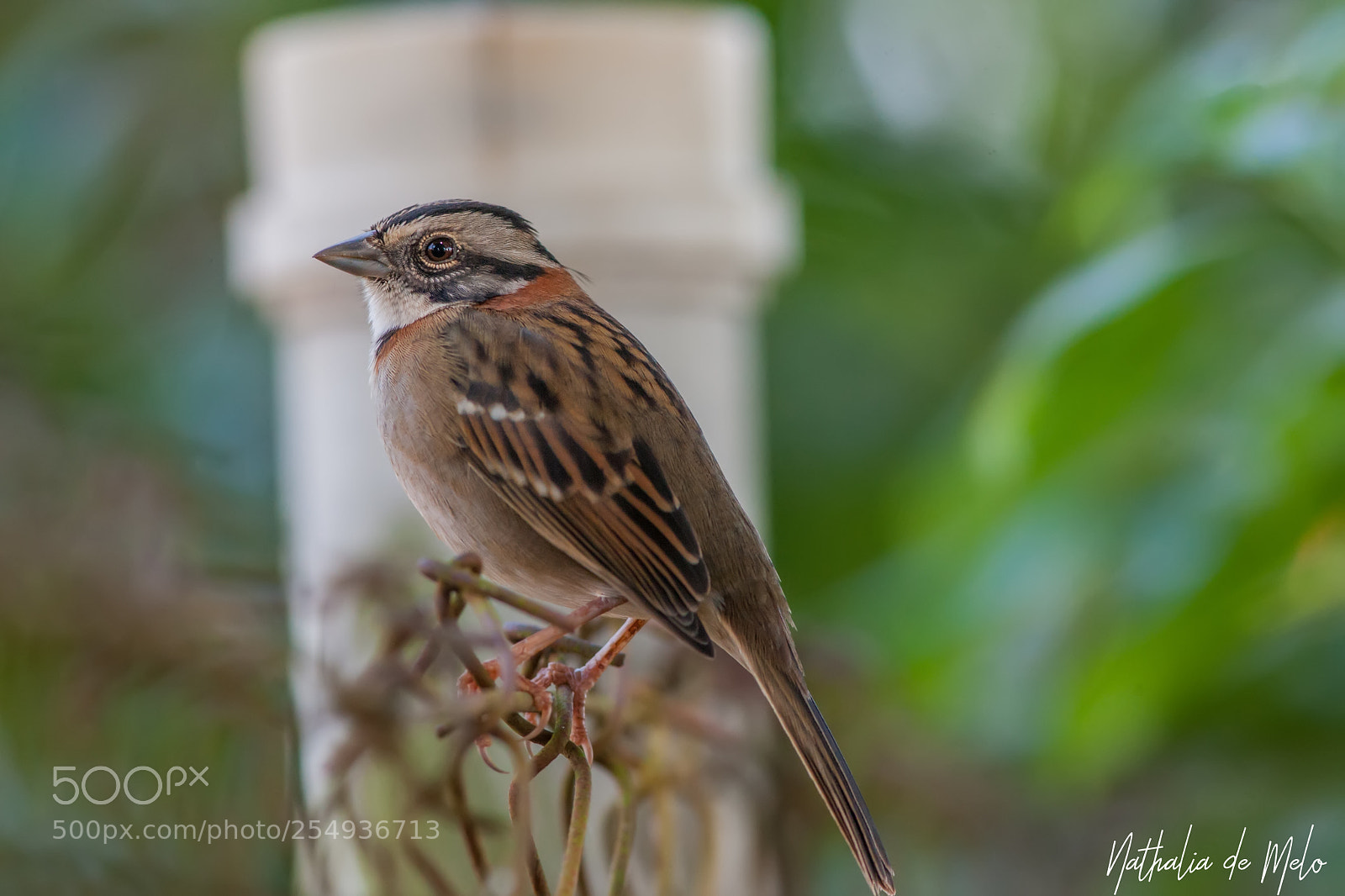 Canon EOS-1D Mark III sample photo. Tico-tico zonotrichia capensis photography
