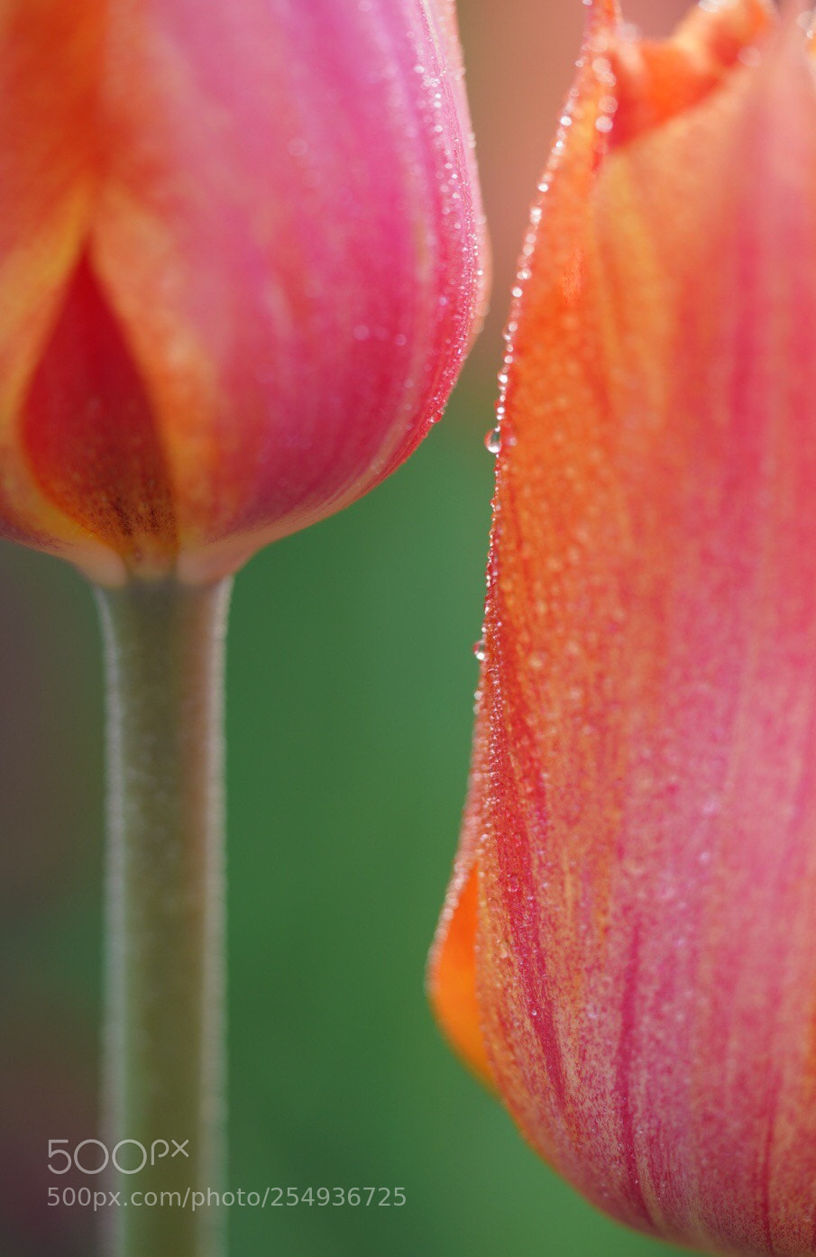 Sony a7R III sample photo. Tulips photography
