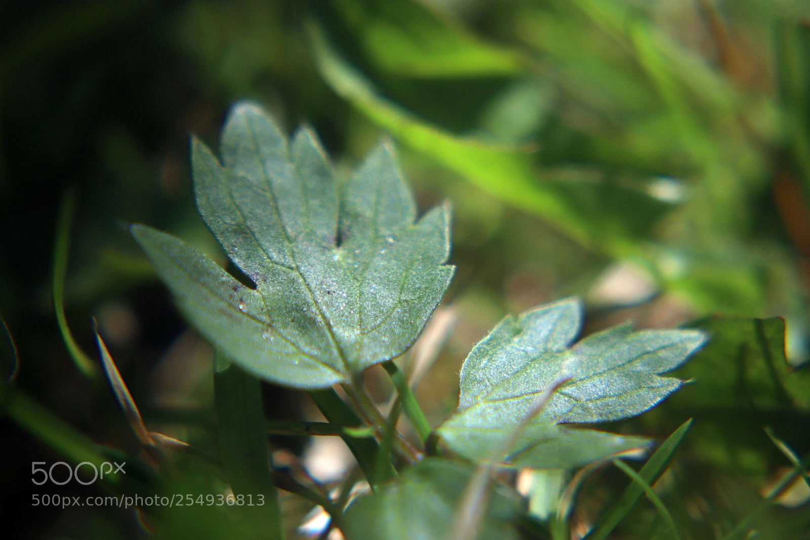 Canon EOS 77D (EOS 9000D / EOS 770D) sample photo. Leaves photography