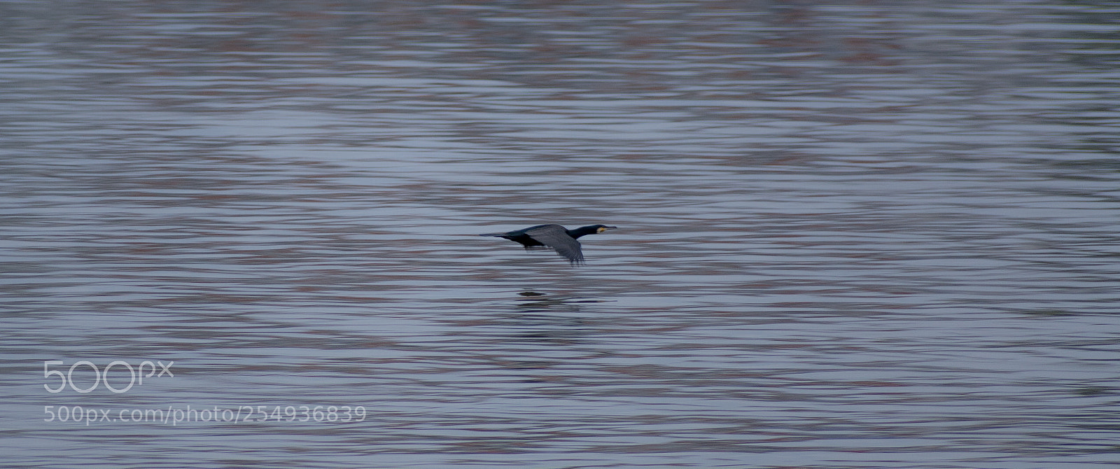 Nikon D3400 sample photo. Bird above danube photography