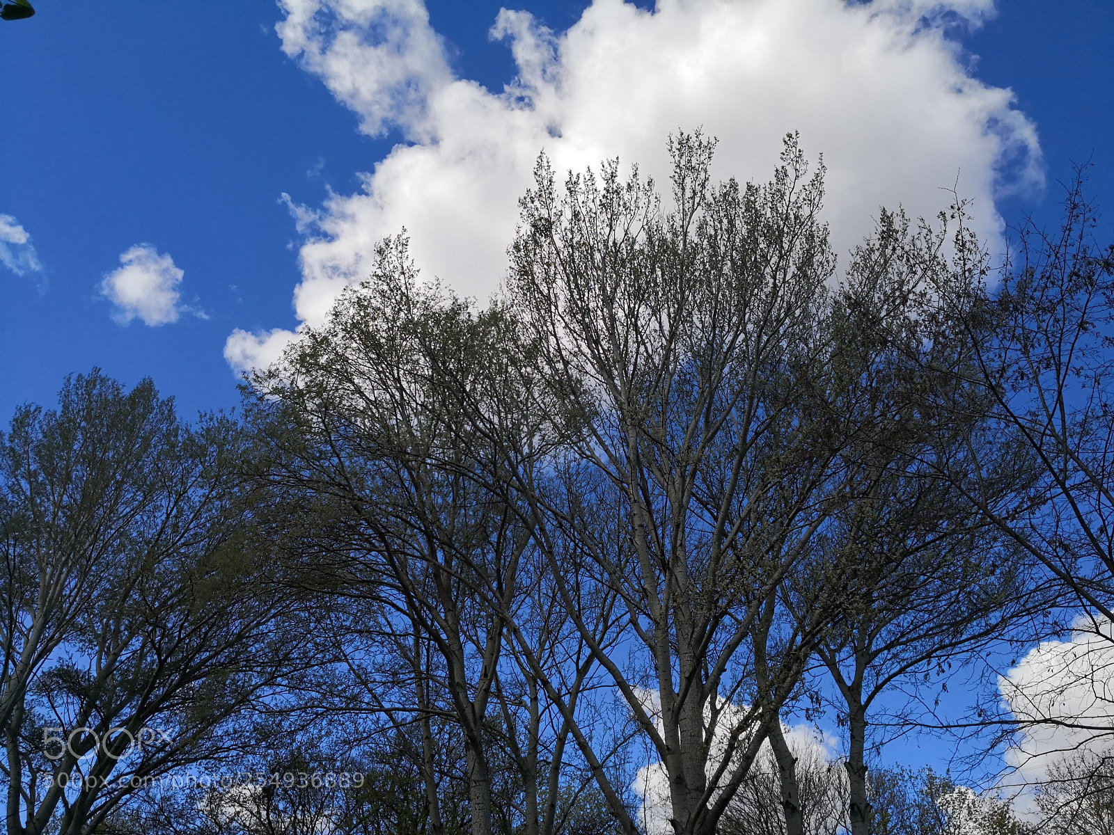 HUAWEI Mate 10 Pro sample photo. Cloud on tree photography