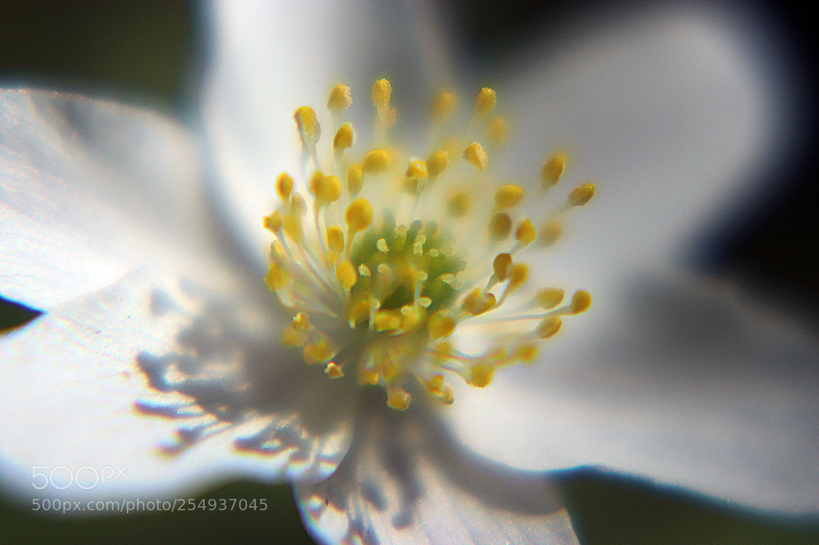 Canon EOS 77D (EOS 9000D / EOS 770D) sample photo. Makro flower photography