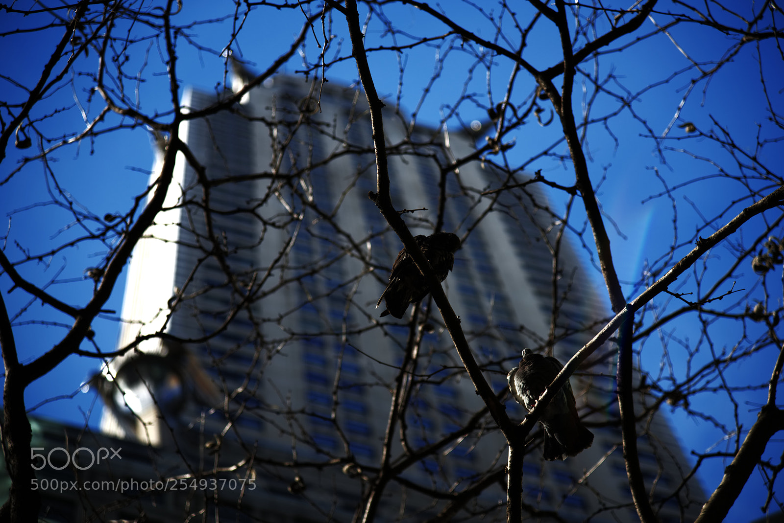 Nikon D810 sample photo. The chrysler building photography
