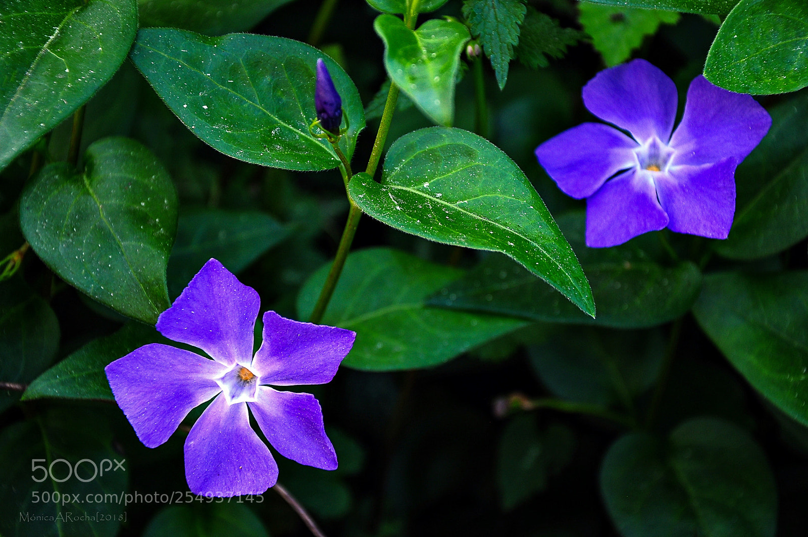 Nikon D90 sample photo. Vinca photography