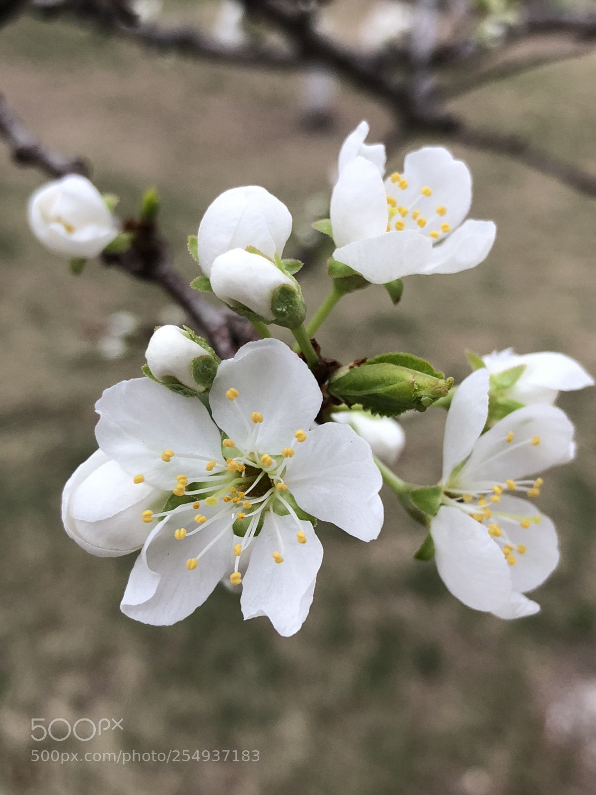 Apple iPhone X sample photo. Flos mume photography