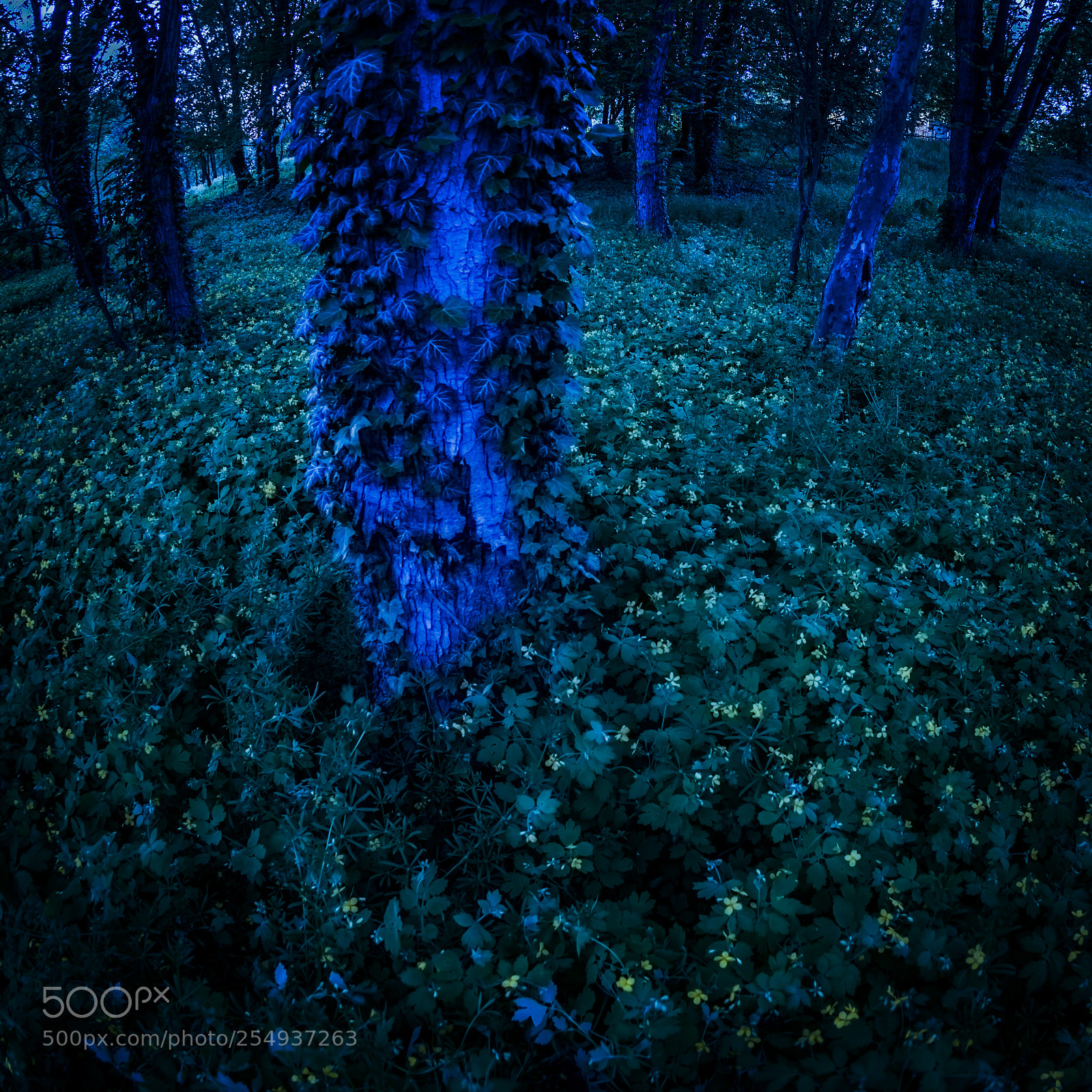 Nikon D610 sample photo. Night forest photography