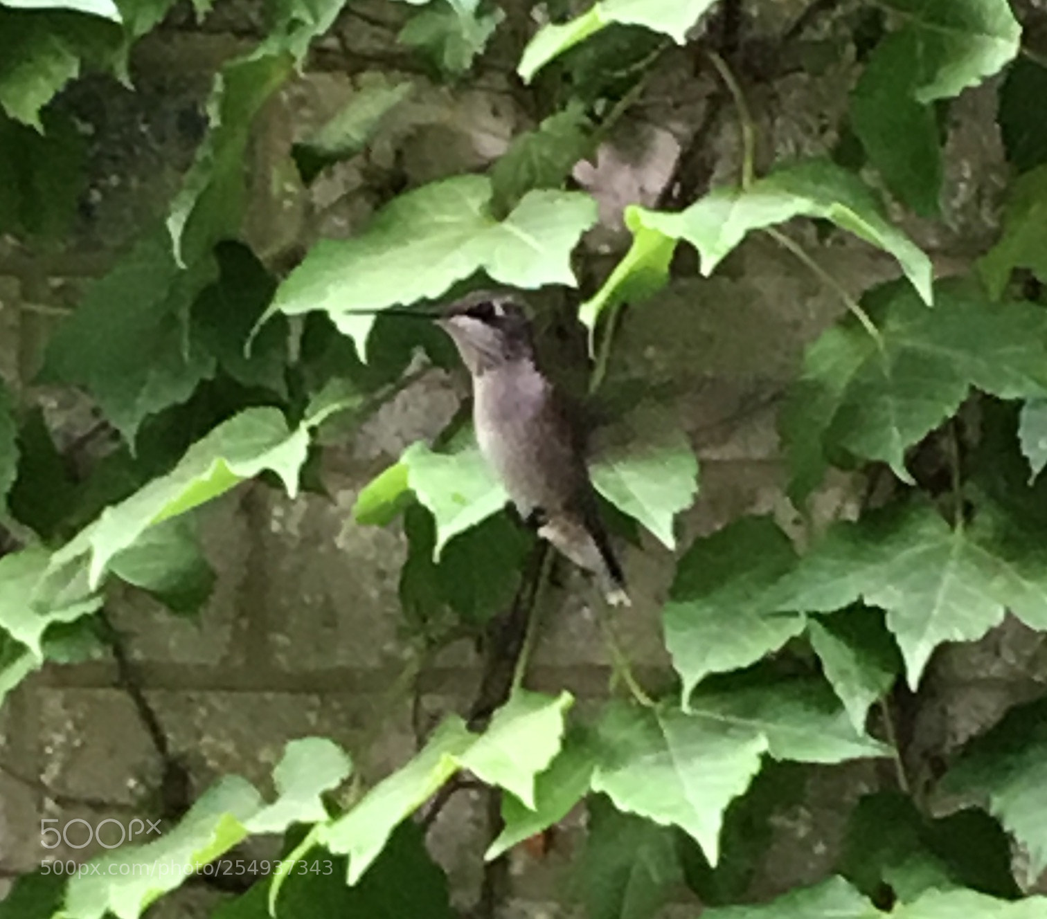 Apple iPhone 6s sample photo. Summer of the hummingbird photography