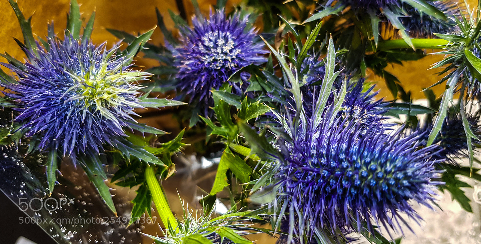 Samsung Galaxy S8 sample photo. Some unusual flowers in photography