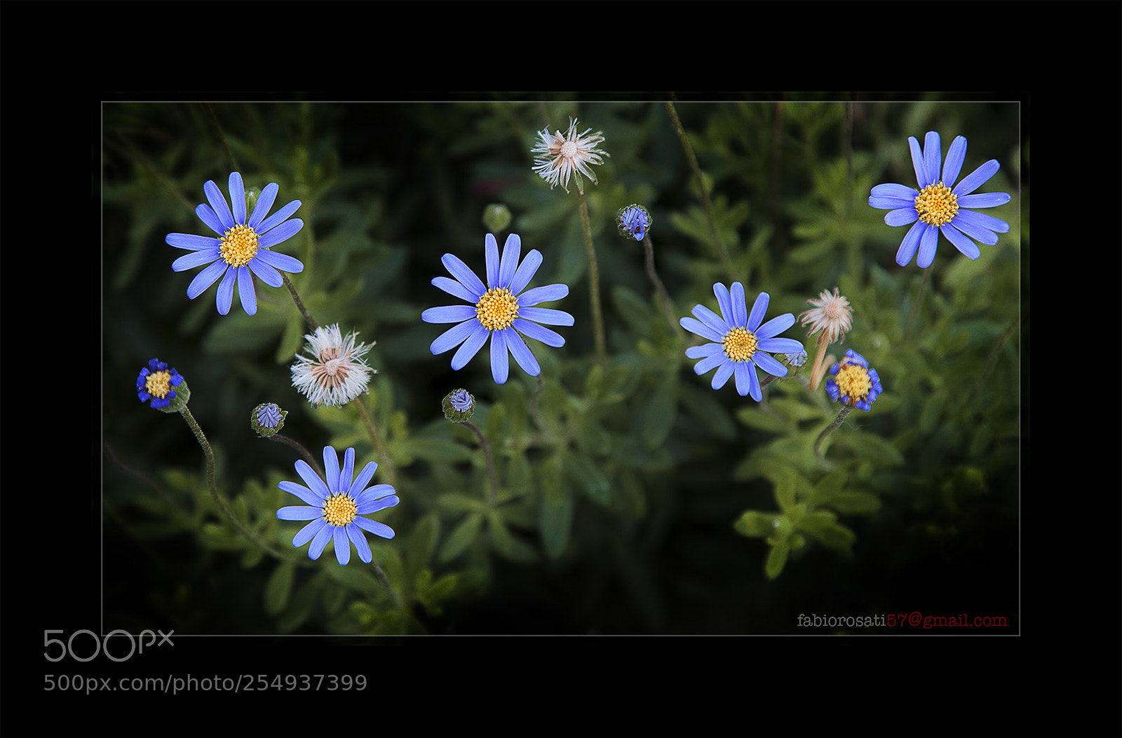 Canon EOS 60D sample photo. Spring smiles at us photography