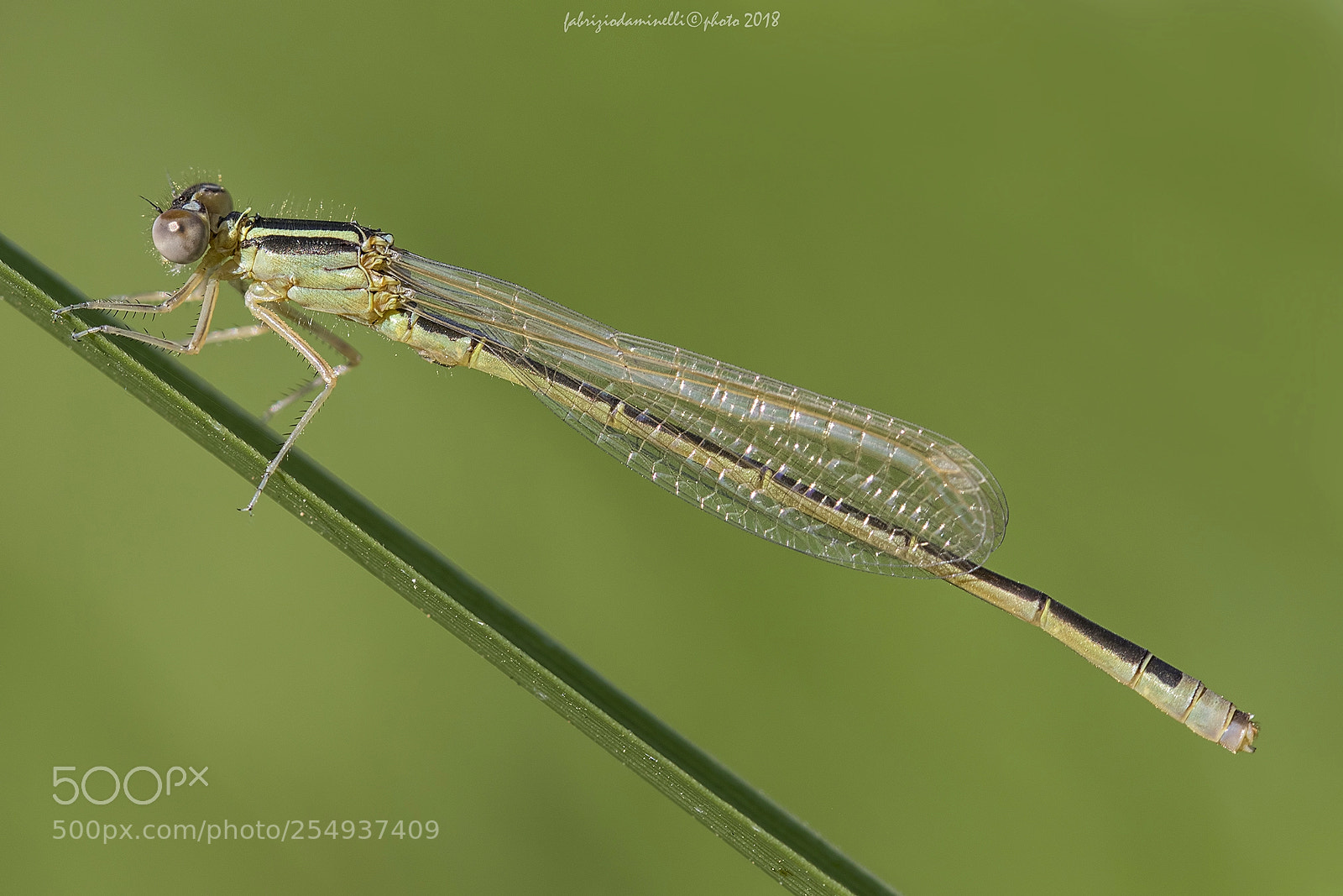 Canon EOS 7D Mark II sample photo. Ischnura pumilio - male photography