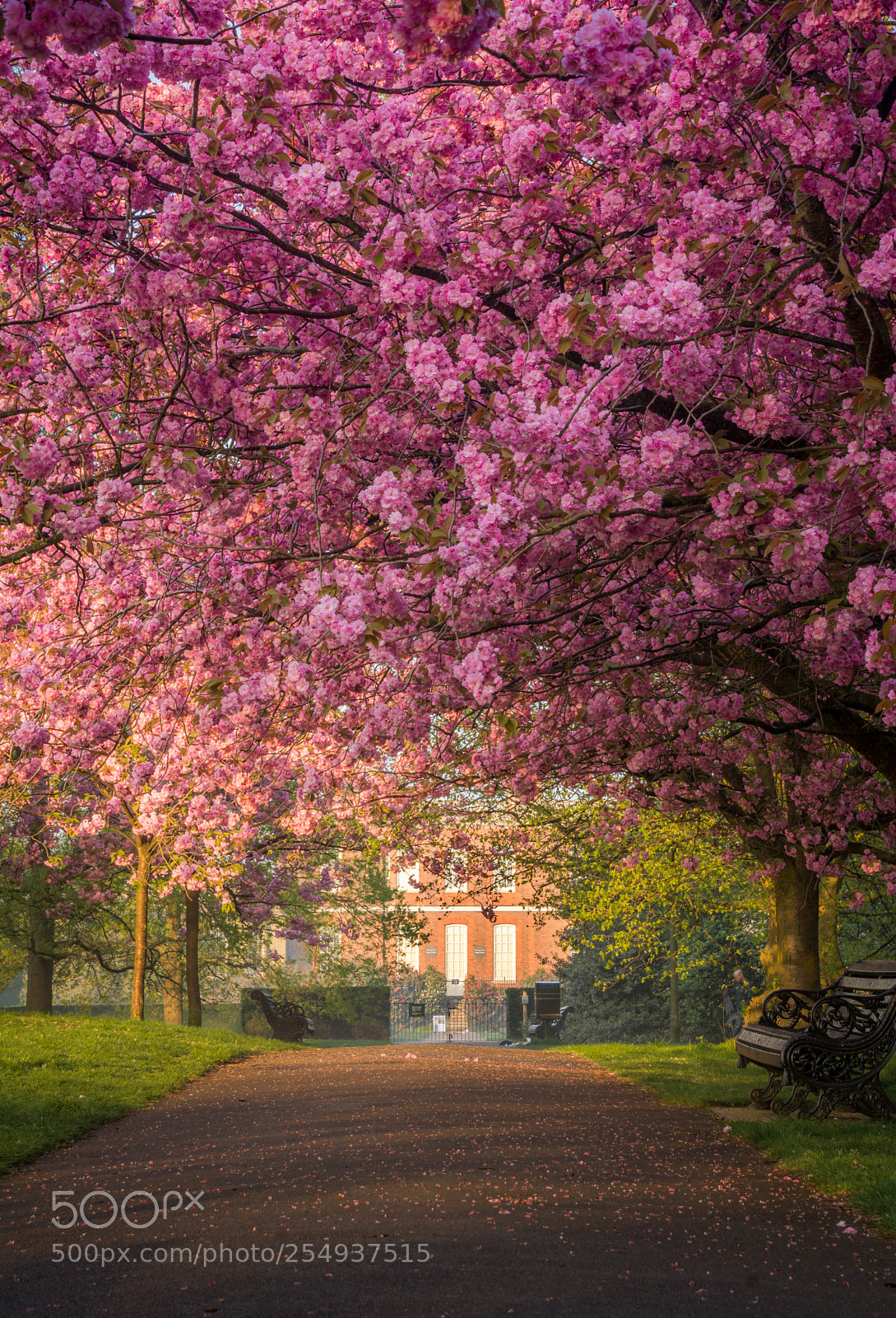 Nikon D7100 sample photo. Cherry blossom photography