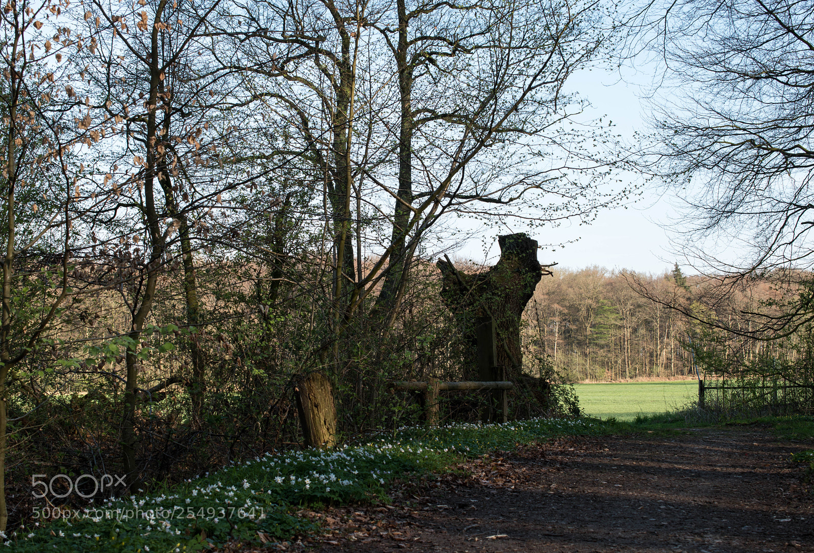 Nikon D5600 sample photo. Blick aus dem wald photography