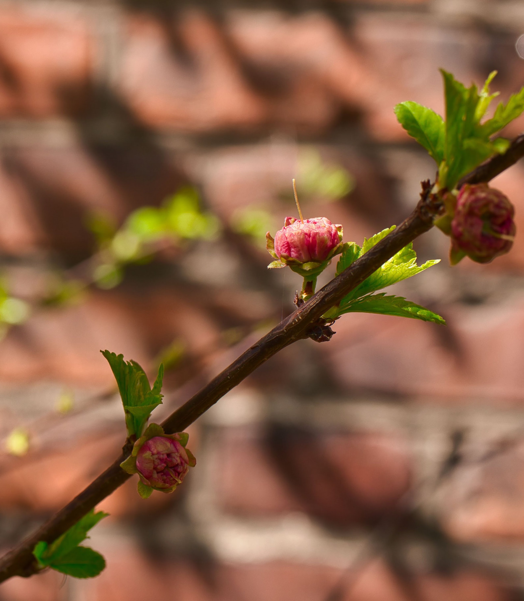 Canon EF-S 35mm F2.8 Macro IS STM sample photo. It's spring o'clock photography