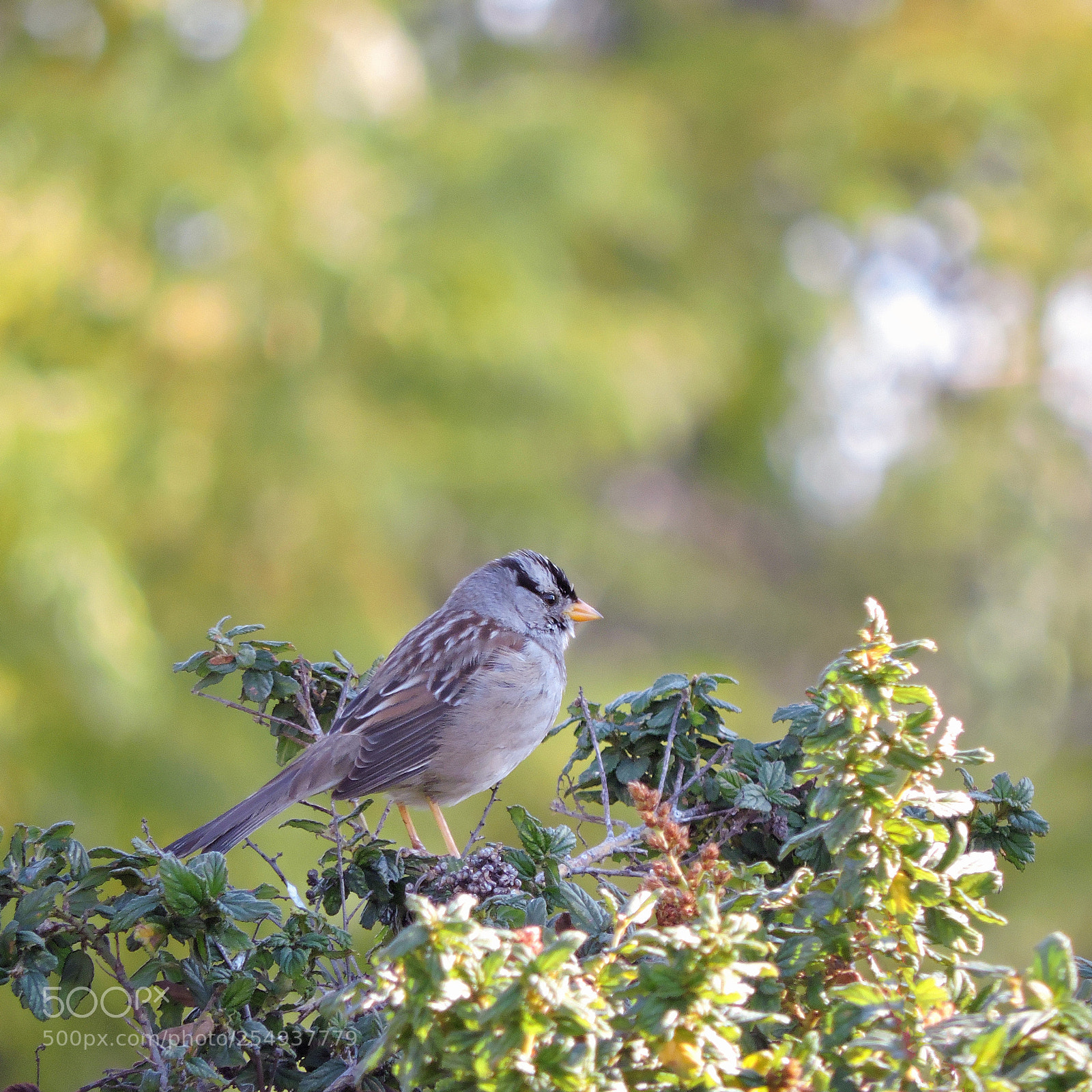 Nikon Coolpix P530 sample photo. White-crowned sparrow photography