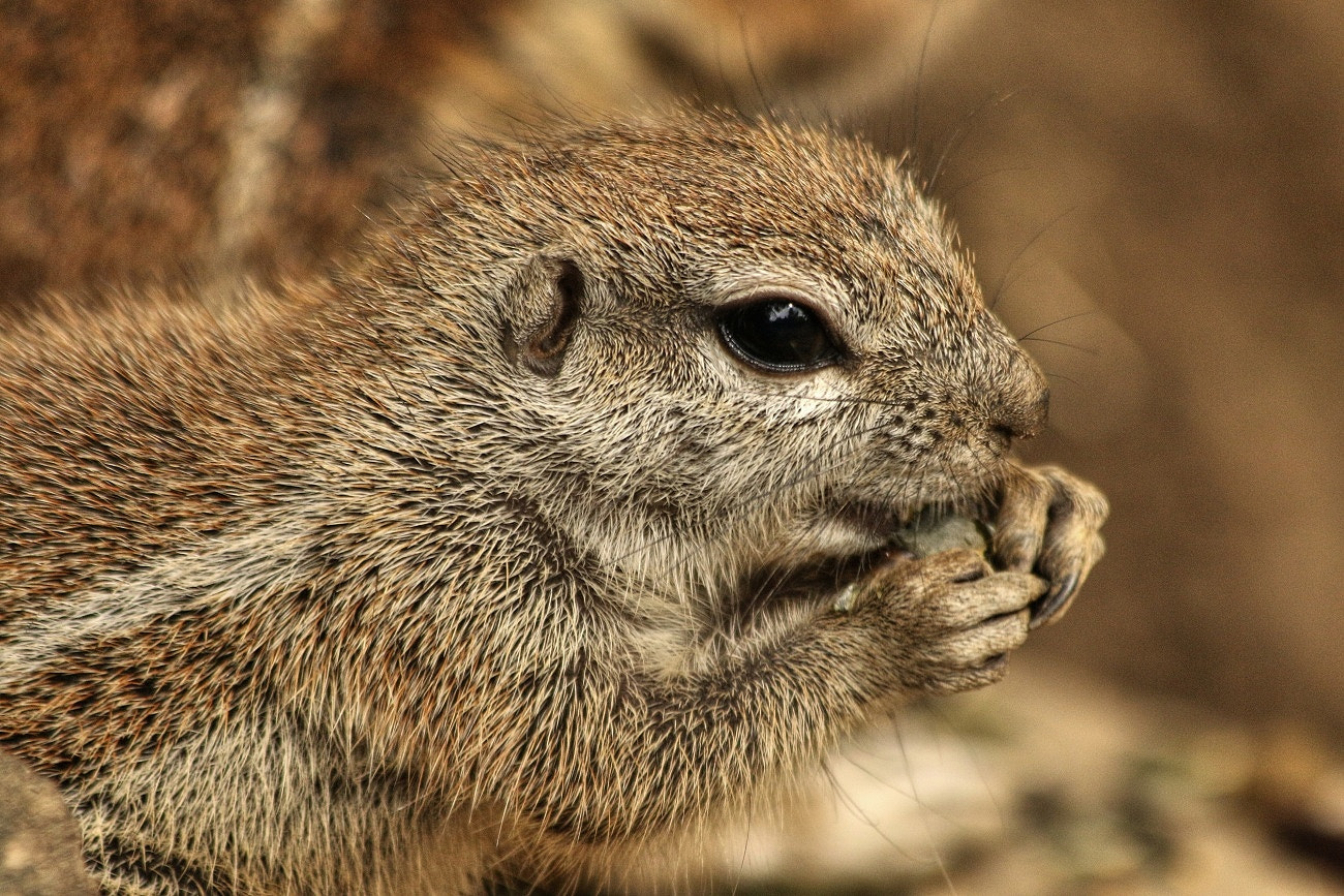 Canon EF 70-300mm F4-5.6 IS USM sample photo. Enjoy your meal :-) photography