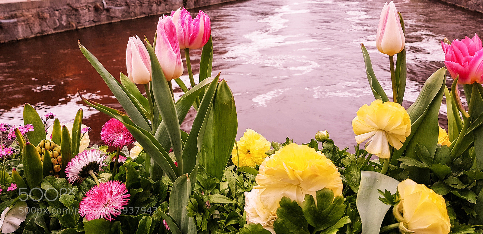 Samsung Galaxy S8 sample photo. Flowers on the river. photography