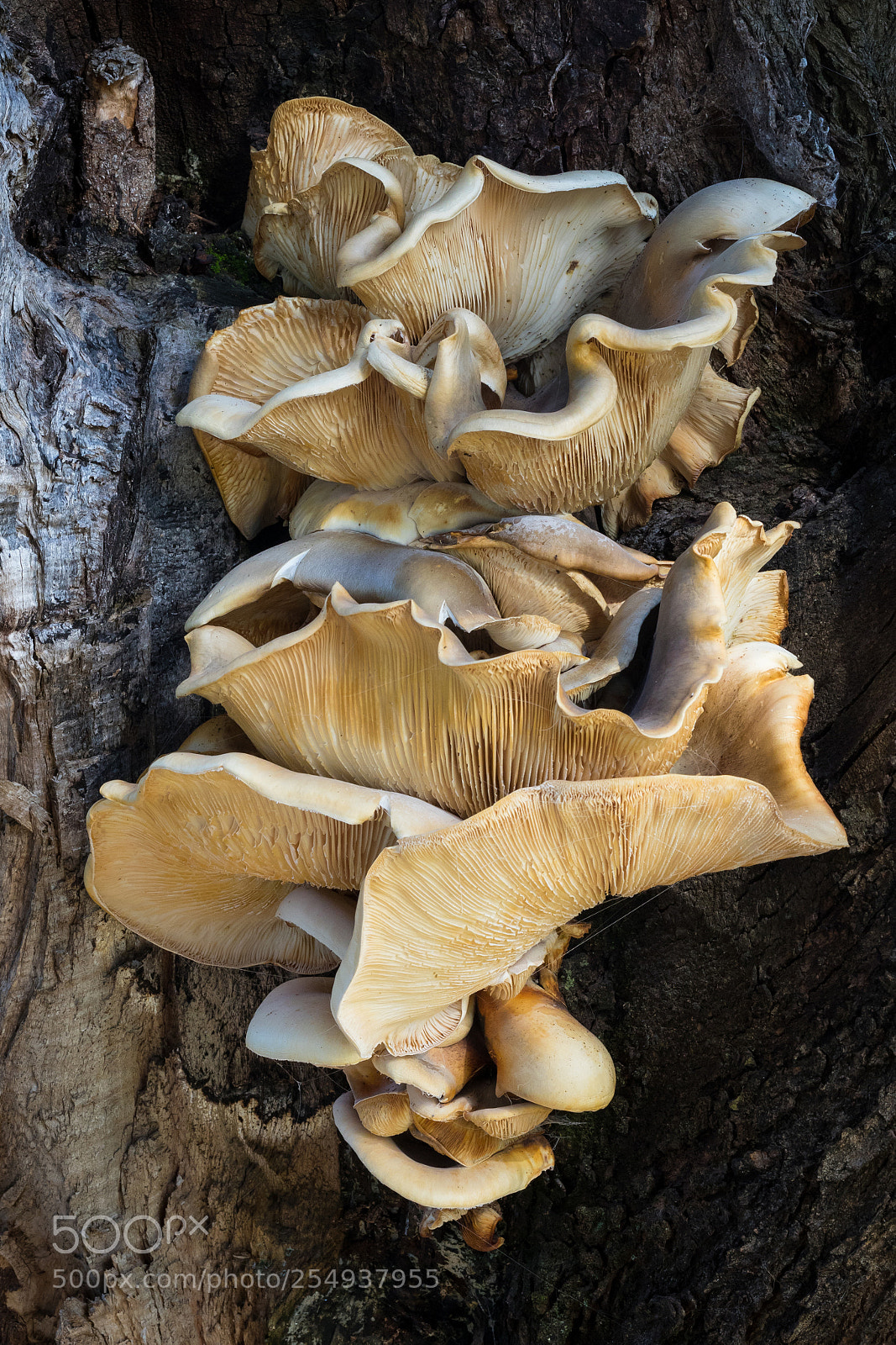 Canon EOS 7D Mark II sample photo. Bracket fungus photography