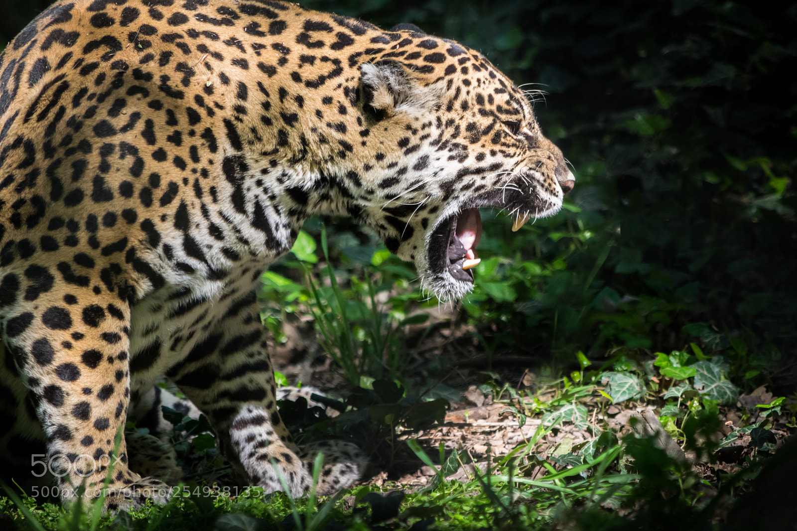 Nikon D5300 sample photo. Angry jaguar photography
