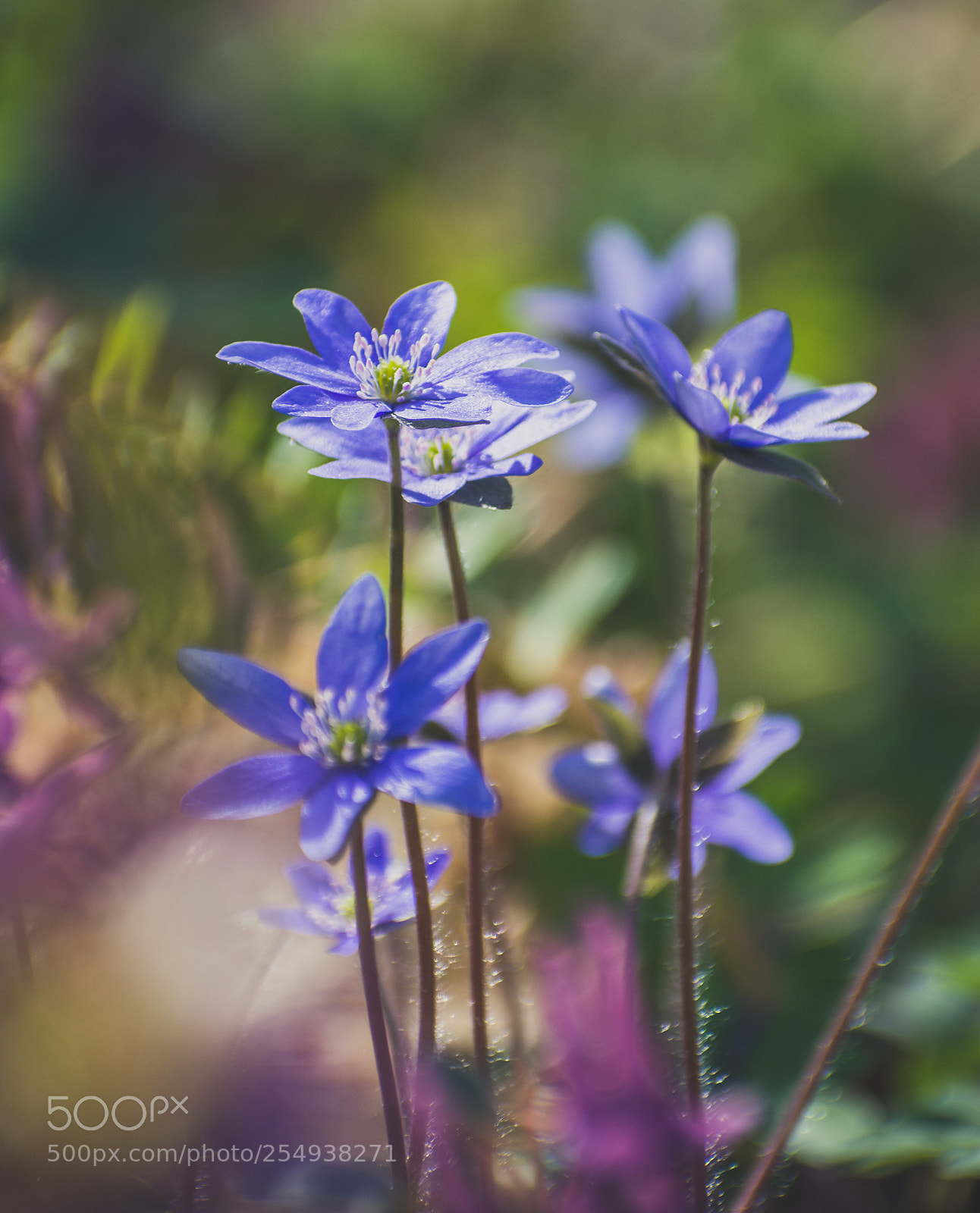 Nikon D7200 sample photo. Blue flower photography