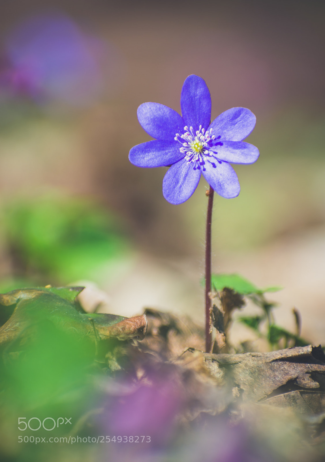 Nikon D7200 sample photo. Blue flower photography