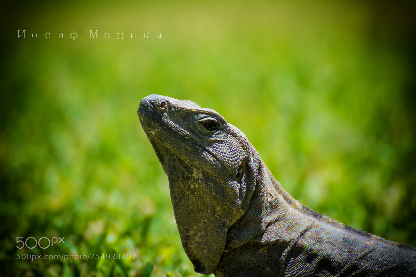 Nikon D5200 sample photo. A (z ) photography