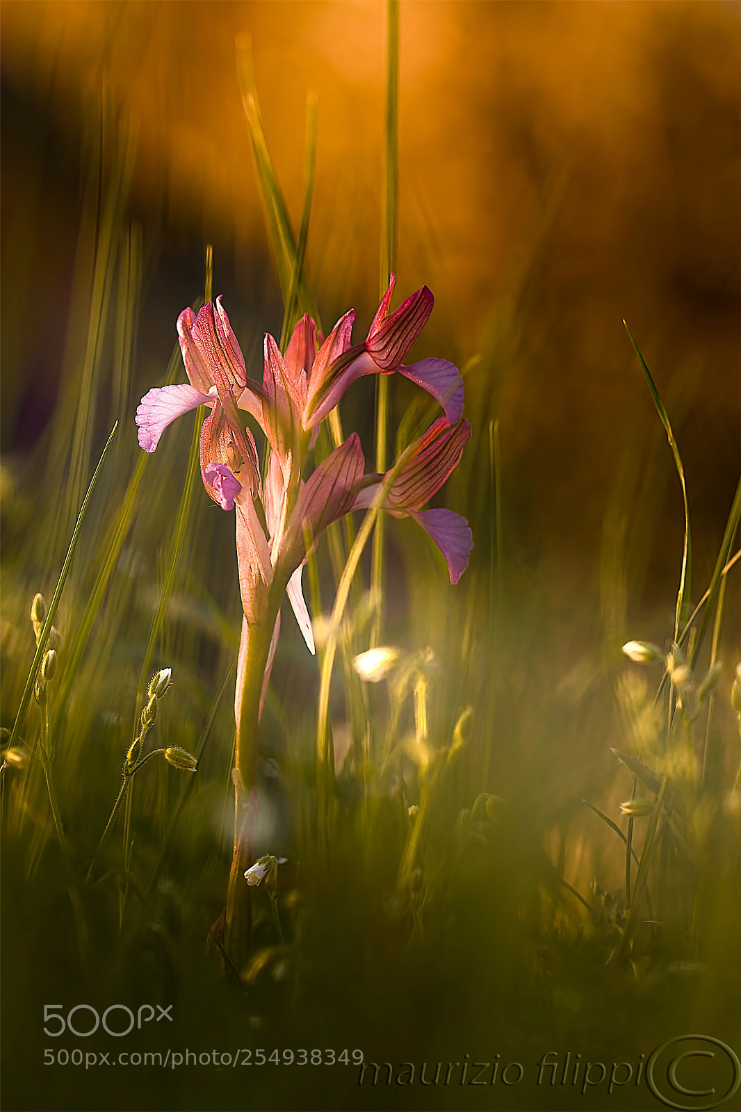 Canon EOS 70D sample photo. Genesis photography