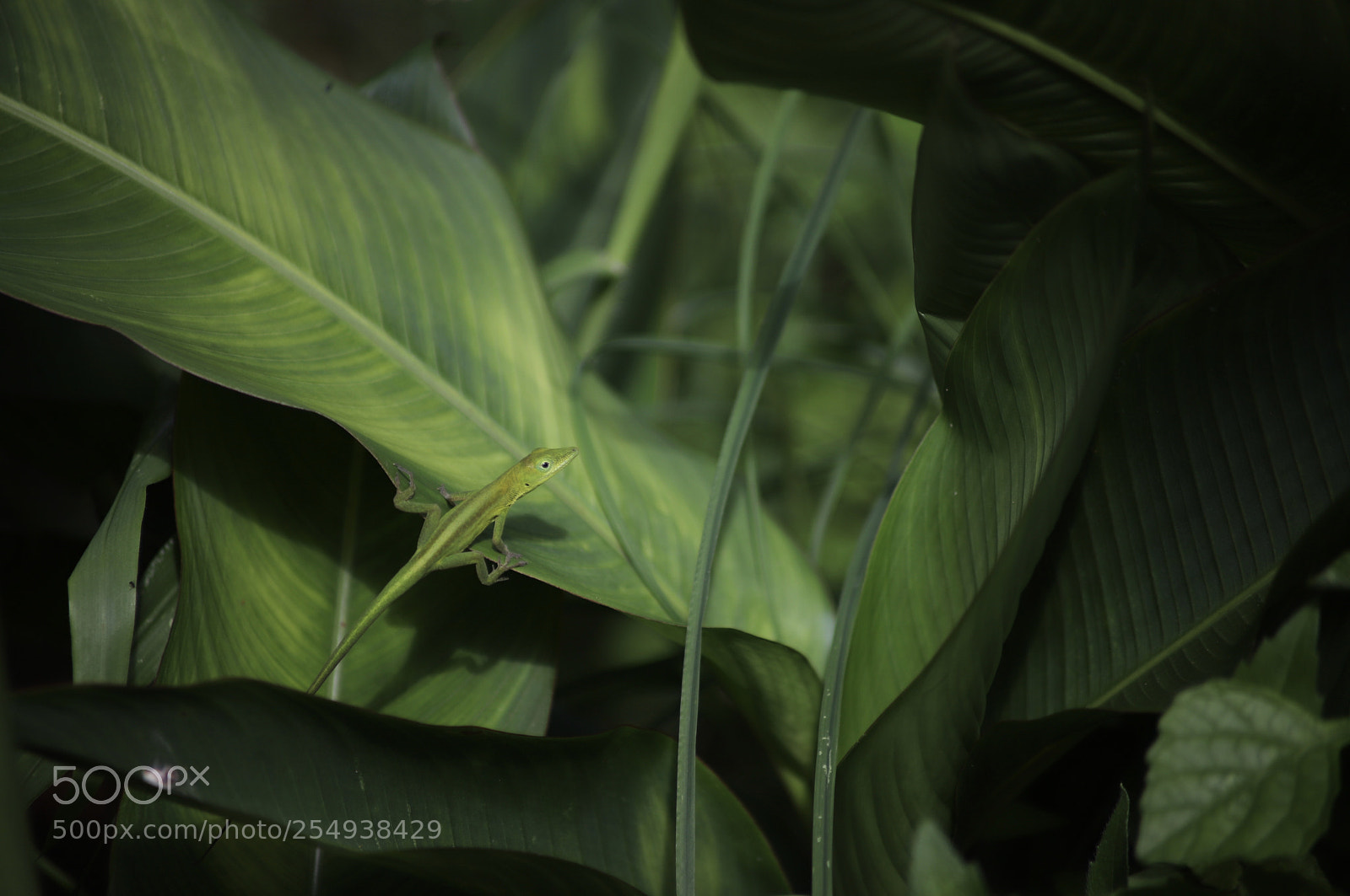 Canon EOS 6D Mark II sample photo. Different shades of green photography