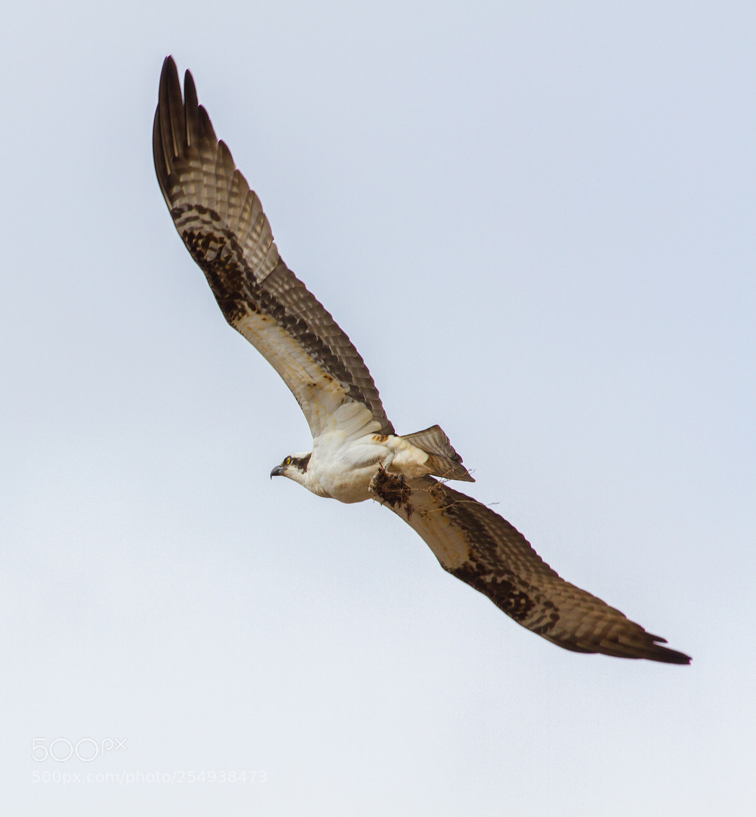 Canon EOS 7D sample photo. Incoming nest builder photography
